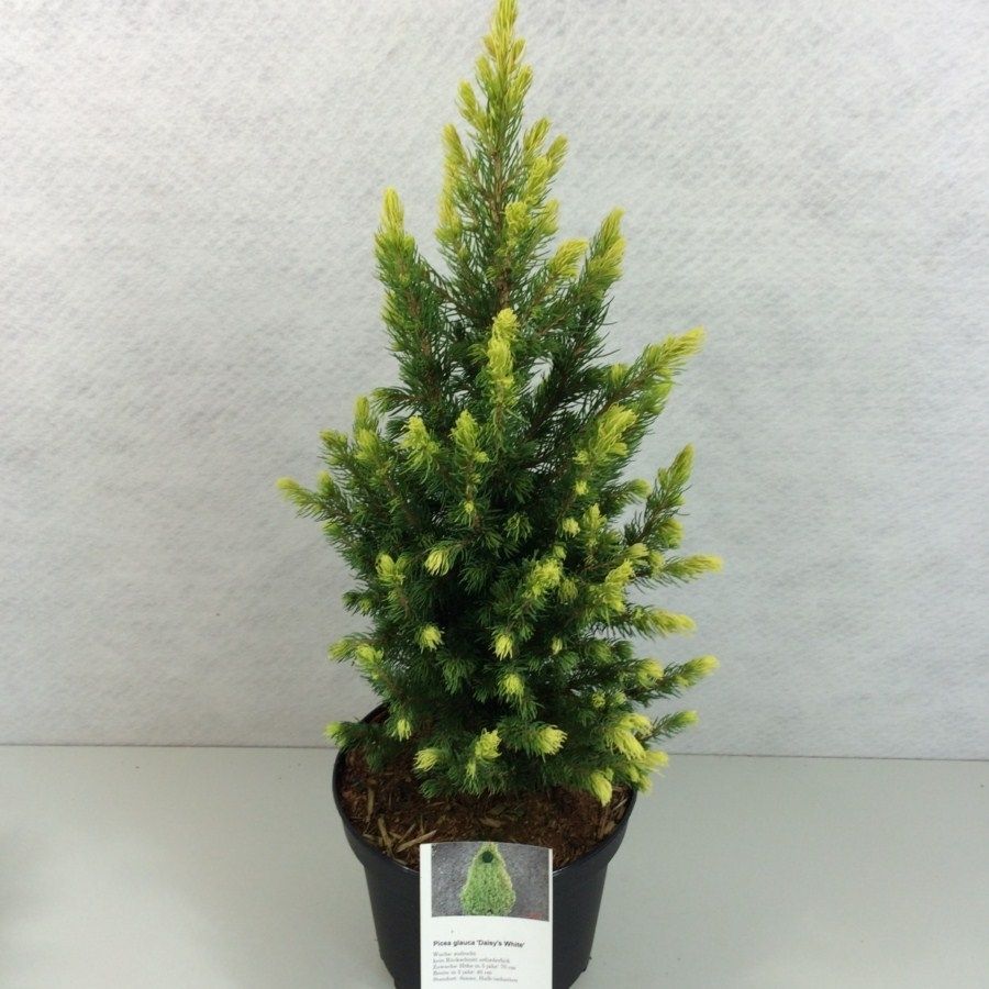 Picea glauca 'Daisy's White', D 19