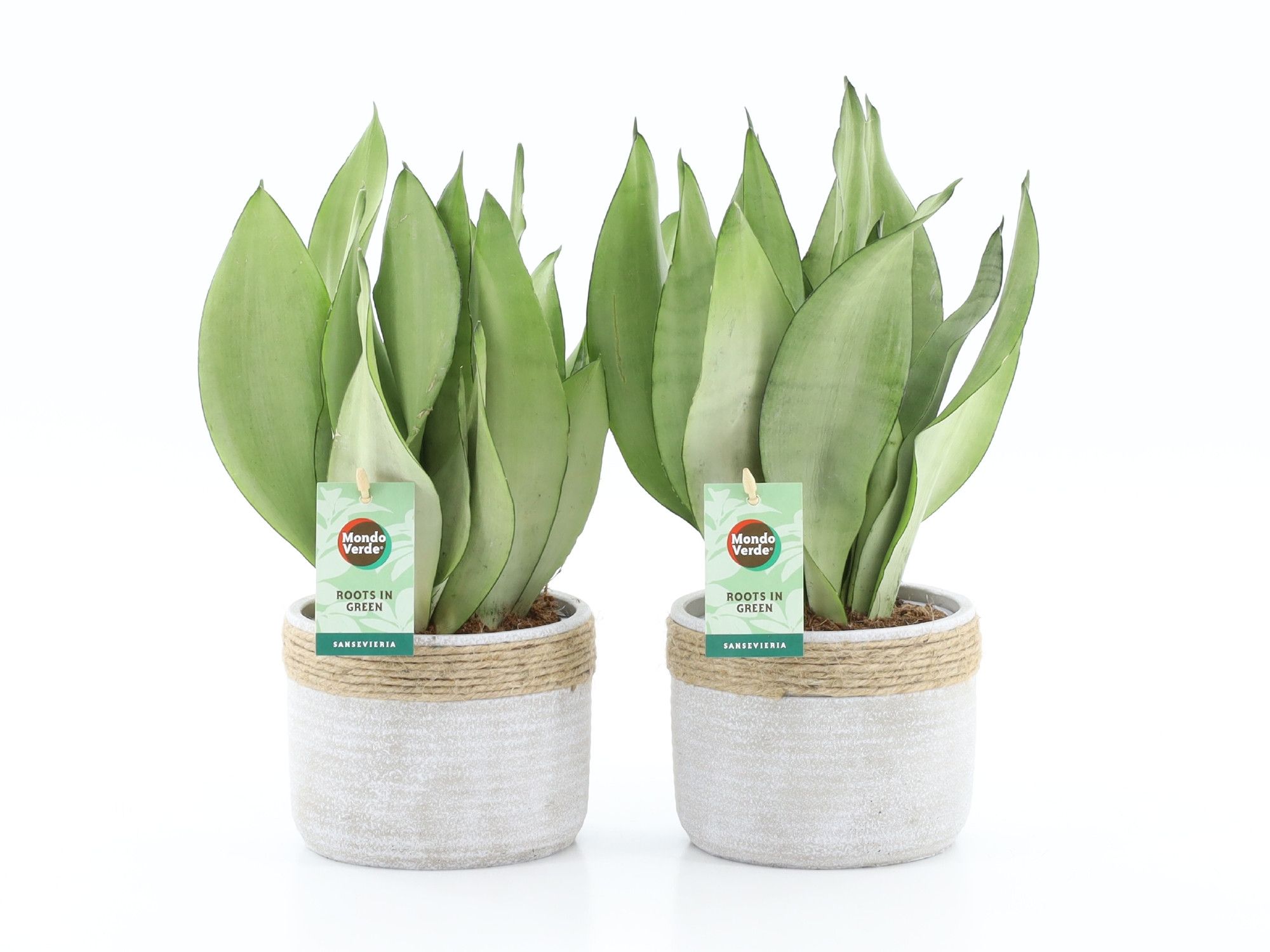 Sanseviera Moonshine in Sturdy, D 13