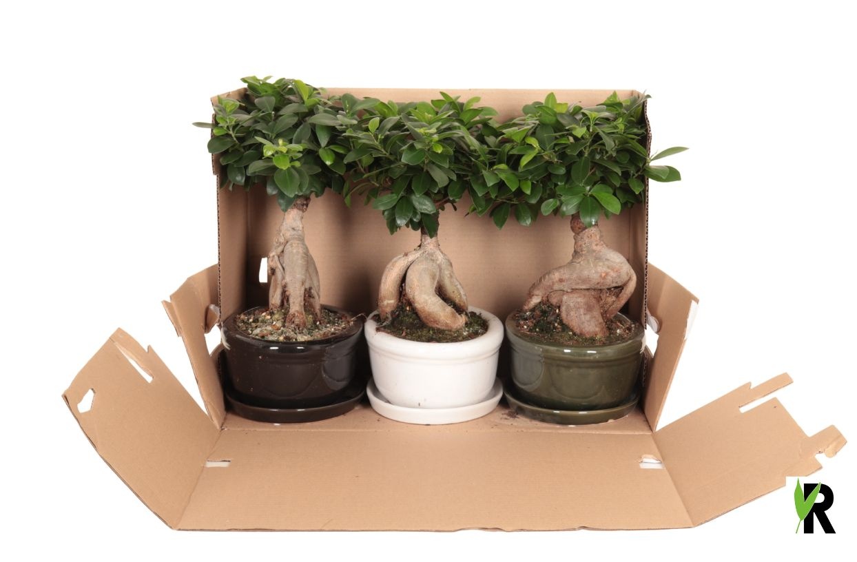 Ficus micr. Ginseng in keram. ovaal schaal met schotel in 348, D 30