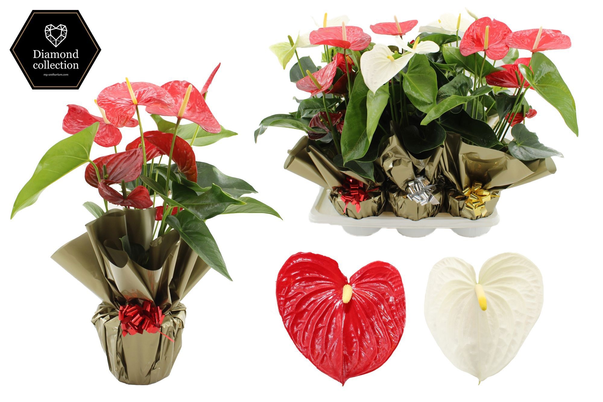 Anthurium 17 cm Red & White in Rondello gold + bow Metallic mix, D 17