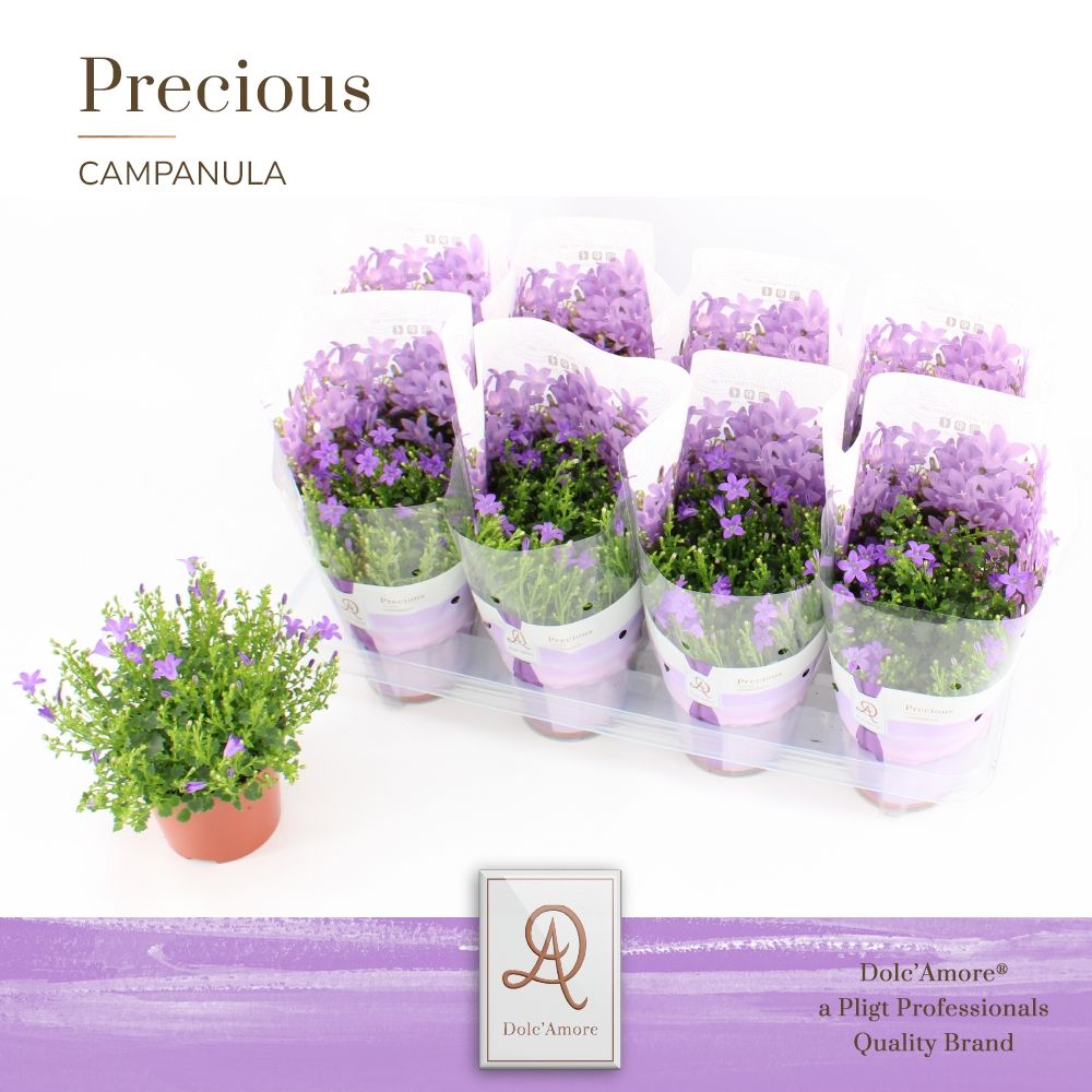 Campanula Stadium 1 P12 Dolc'Amore® Easy Pack, D 12