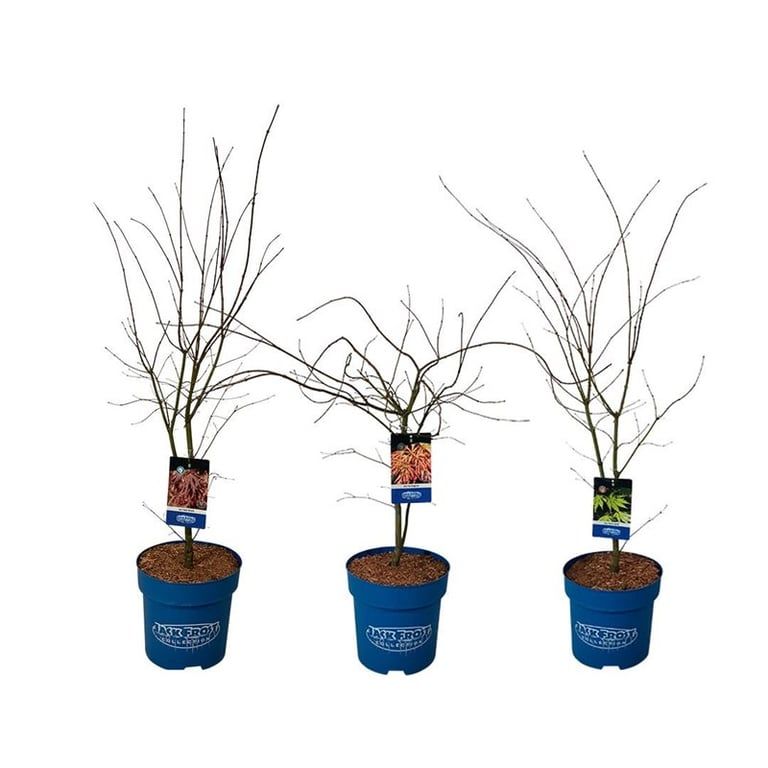 Mixlaag Acer JACK FROST® collection, D 32