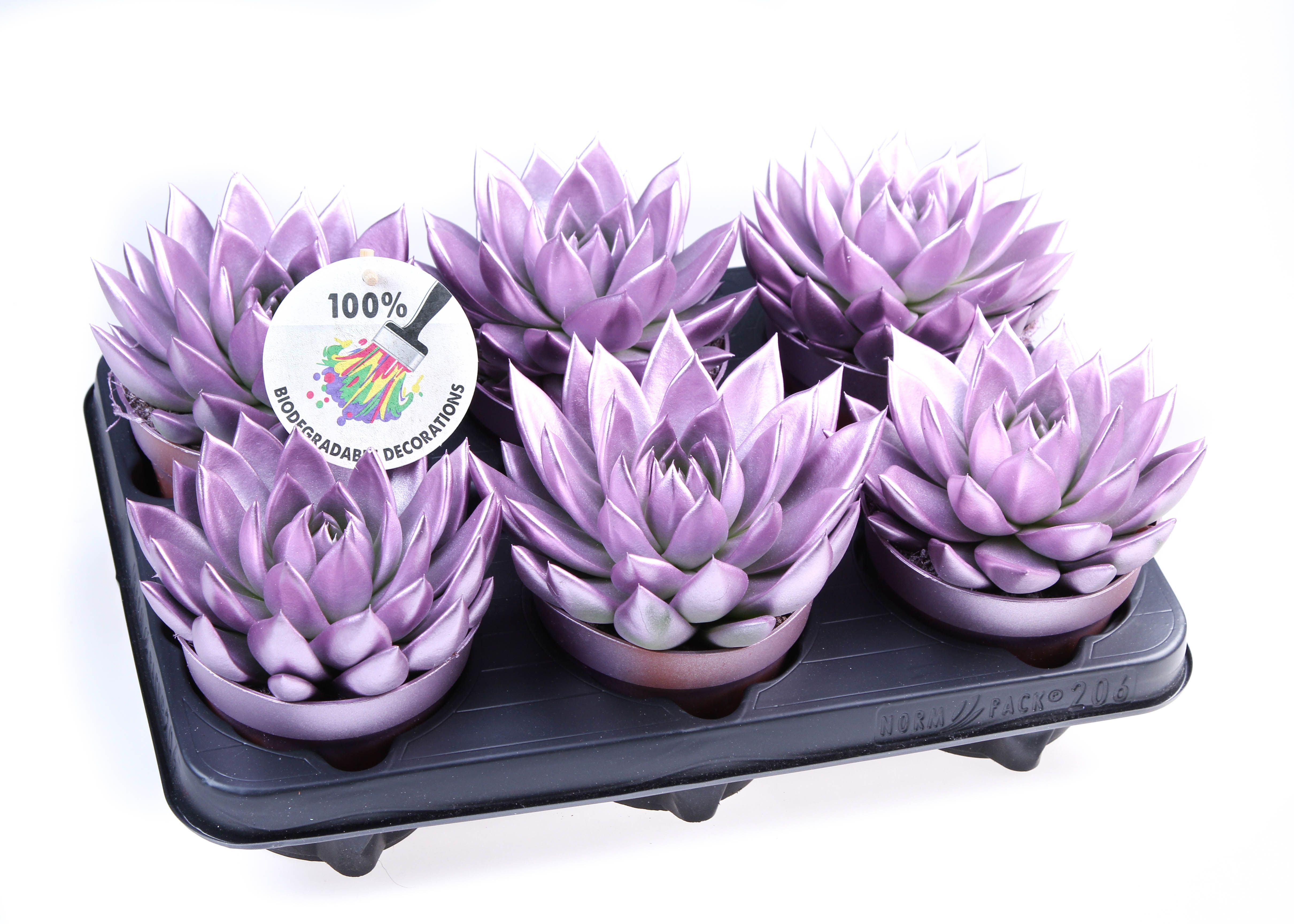 Rainbow Metallic pink, D 12