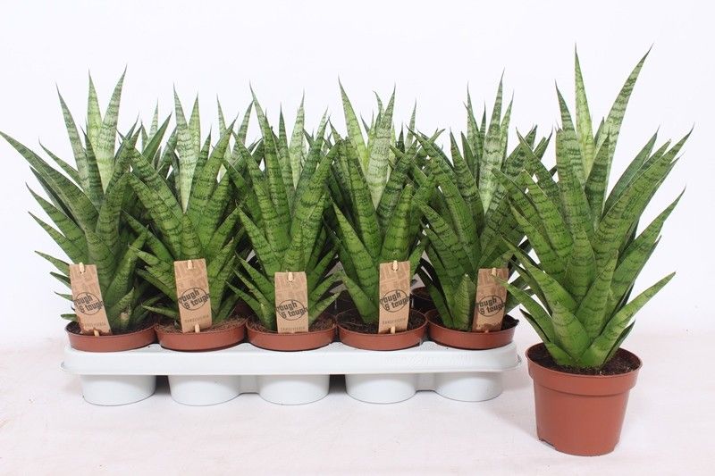 Sansevieria Tough Lady, D 12