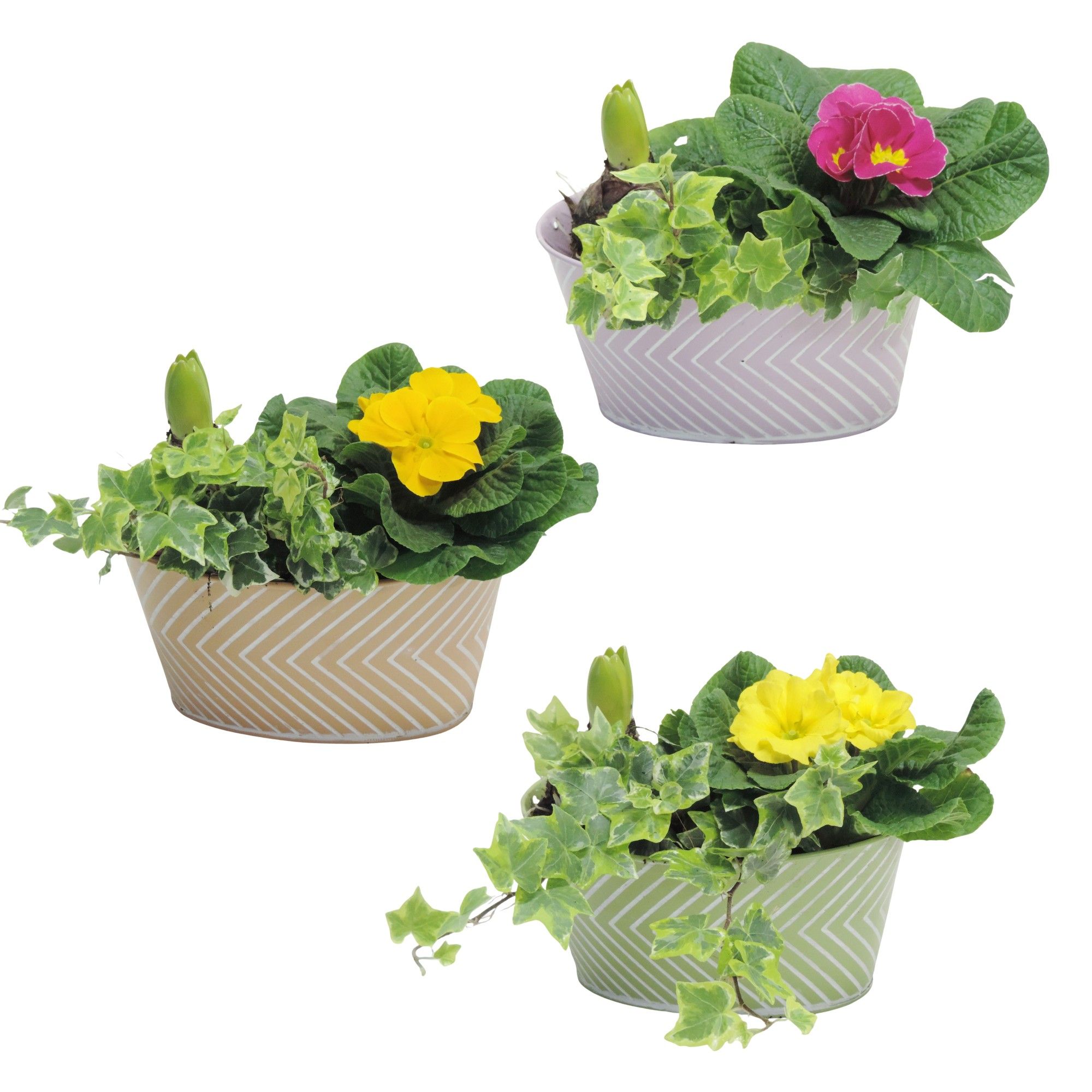 Daisy Early Spring Specials Arrangment in Zink 19 cm, D 19