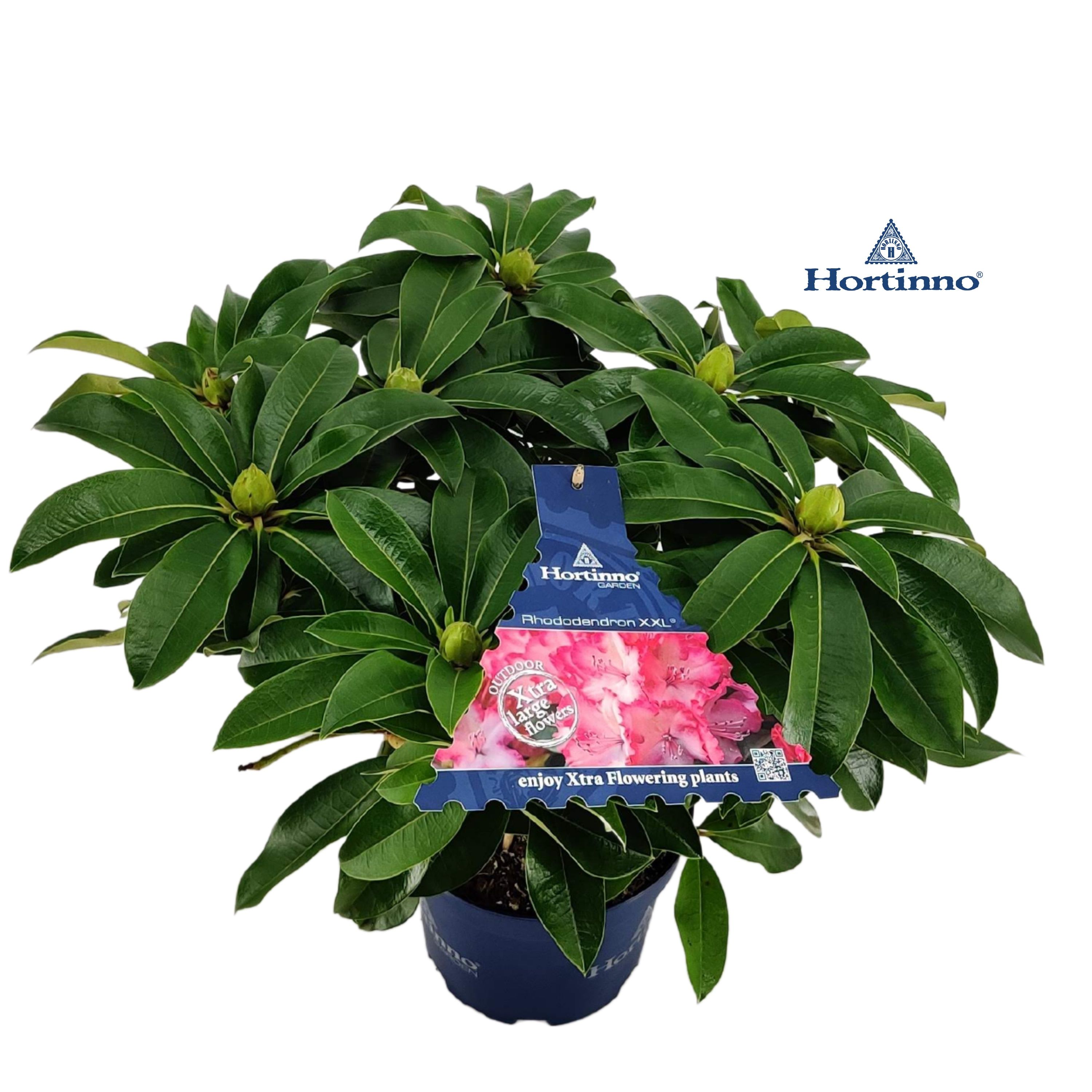 Rhododendron 35-40 /3 liter 'XXL' (Large), D 19