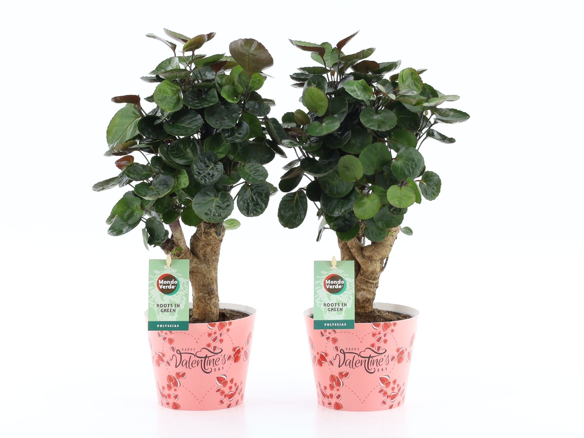 Polyscias Fabian in Potcover Valentine, D 12