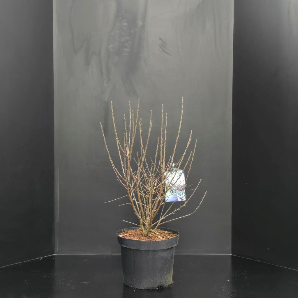 Prunus tomentosa, D 29