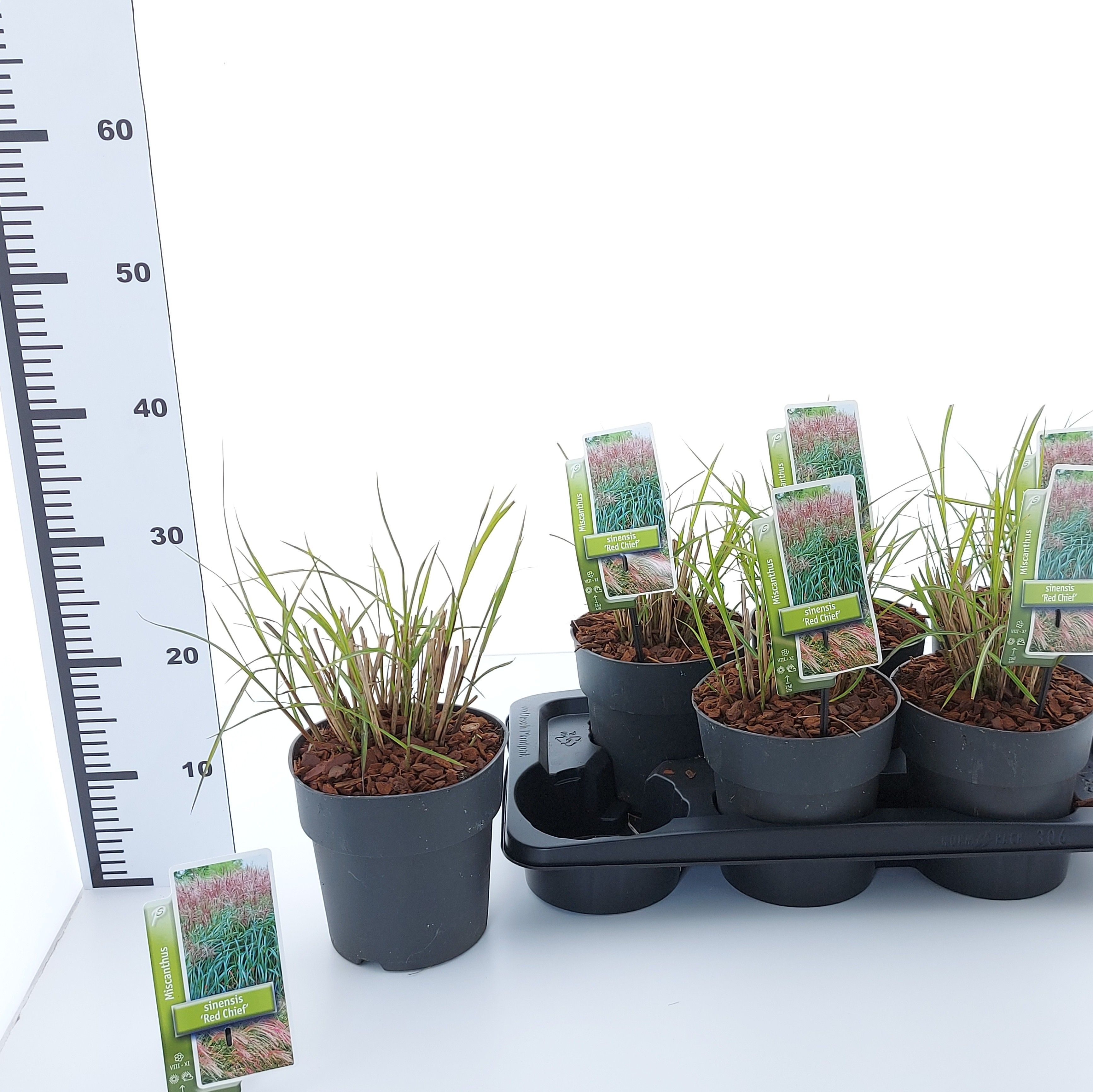 Miscanthus sin. 'Red Chief', D 17