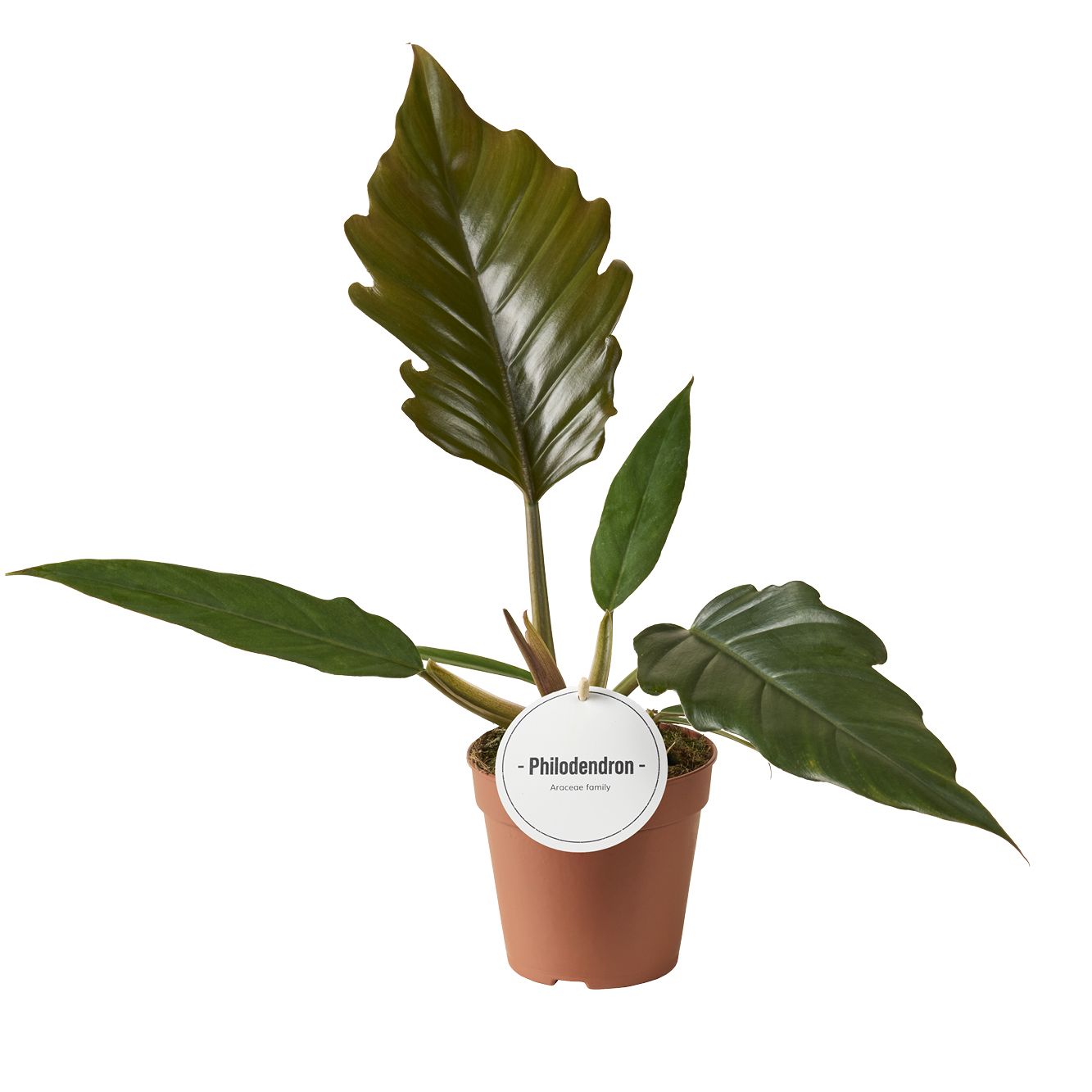 Philodendron Choco Empress, D 12