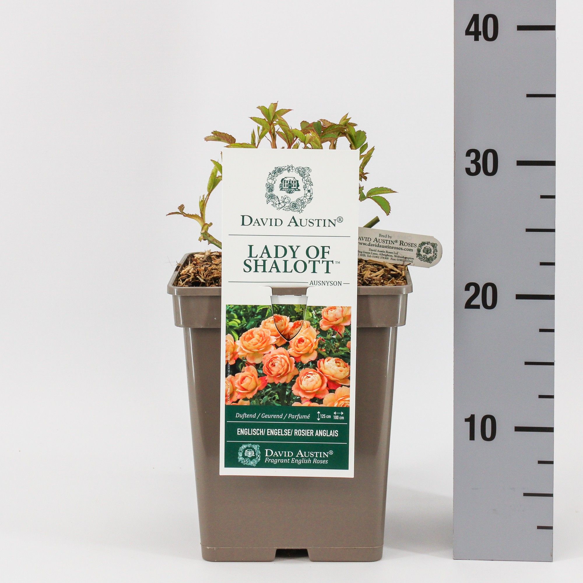 Rosa (Aus) Lady of Shalott ®, C5, D 23