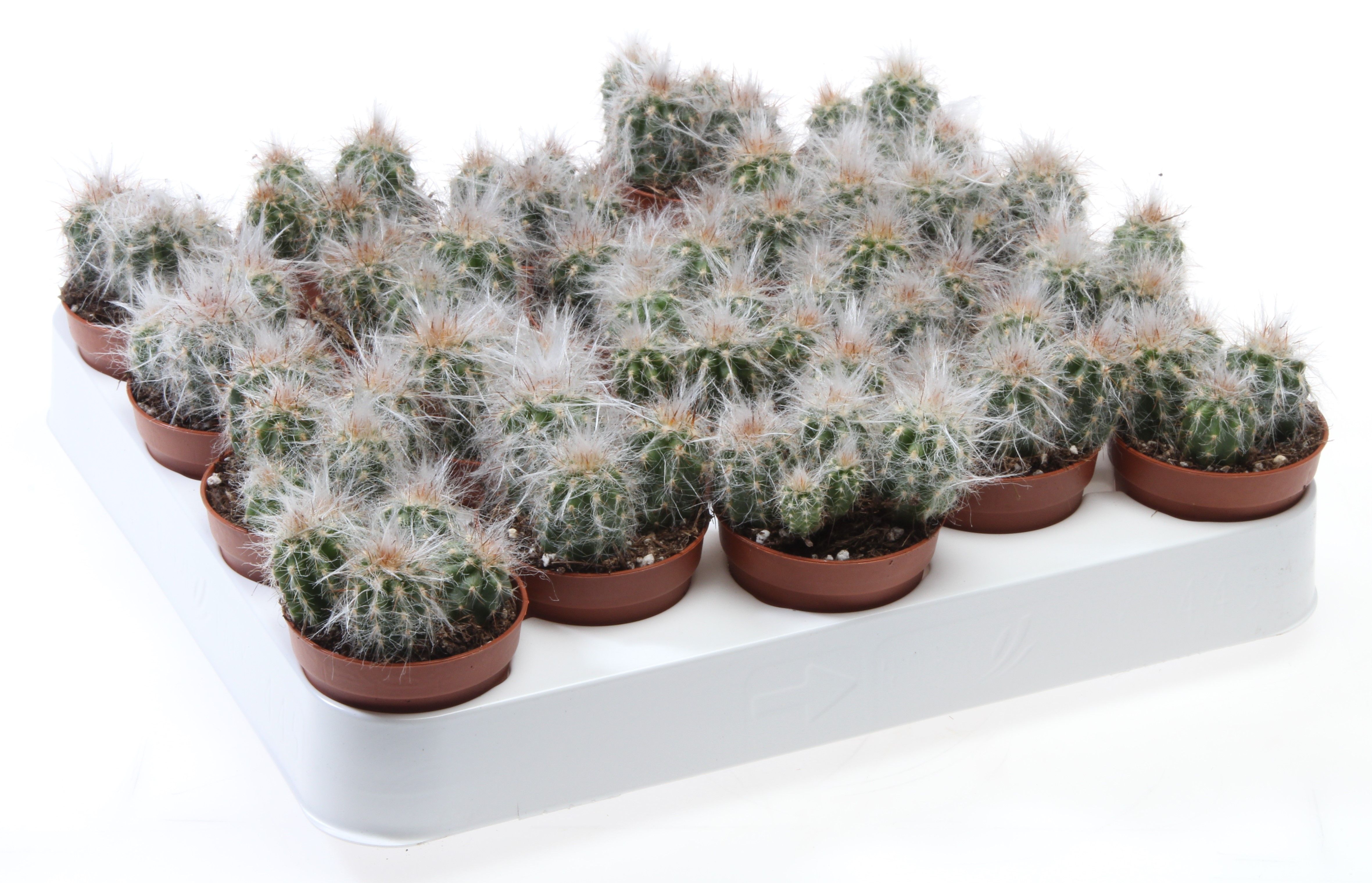 Oreocereus trolli, D 5,5