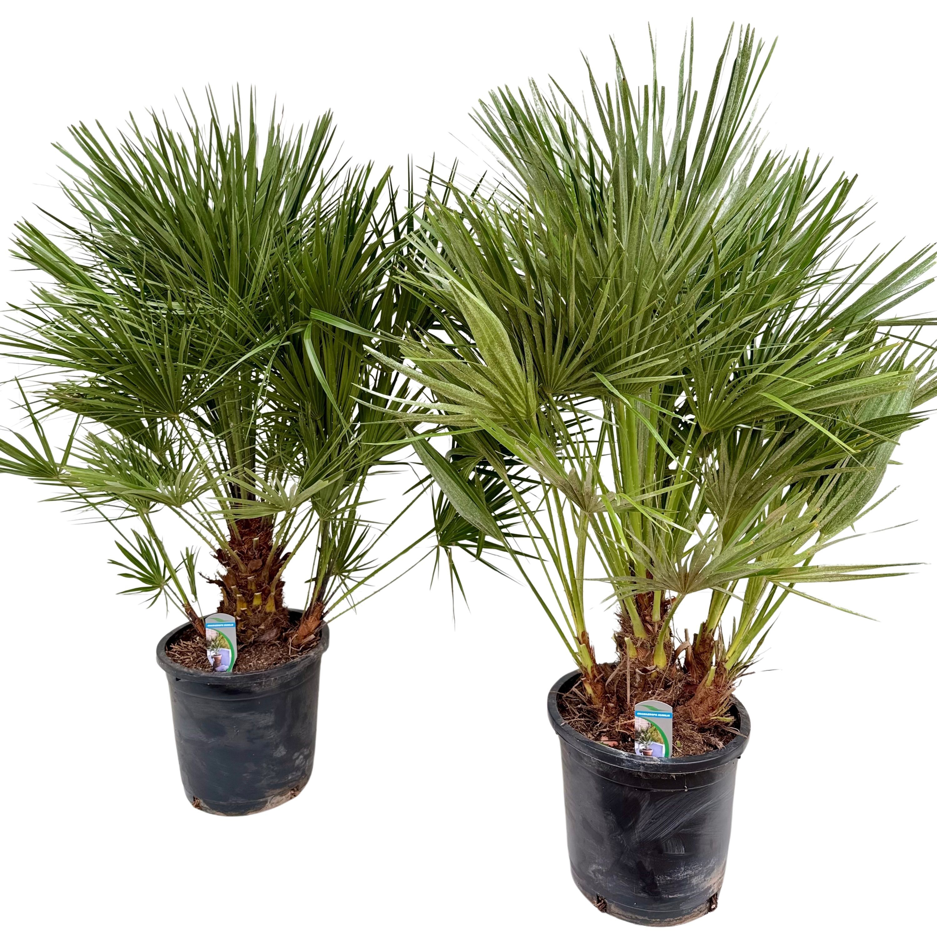 Chamaerops humilis P30, D 30