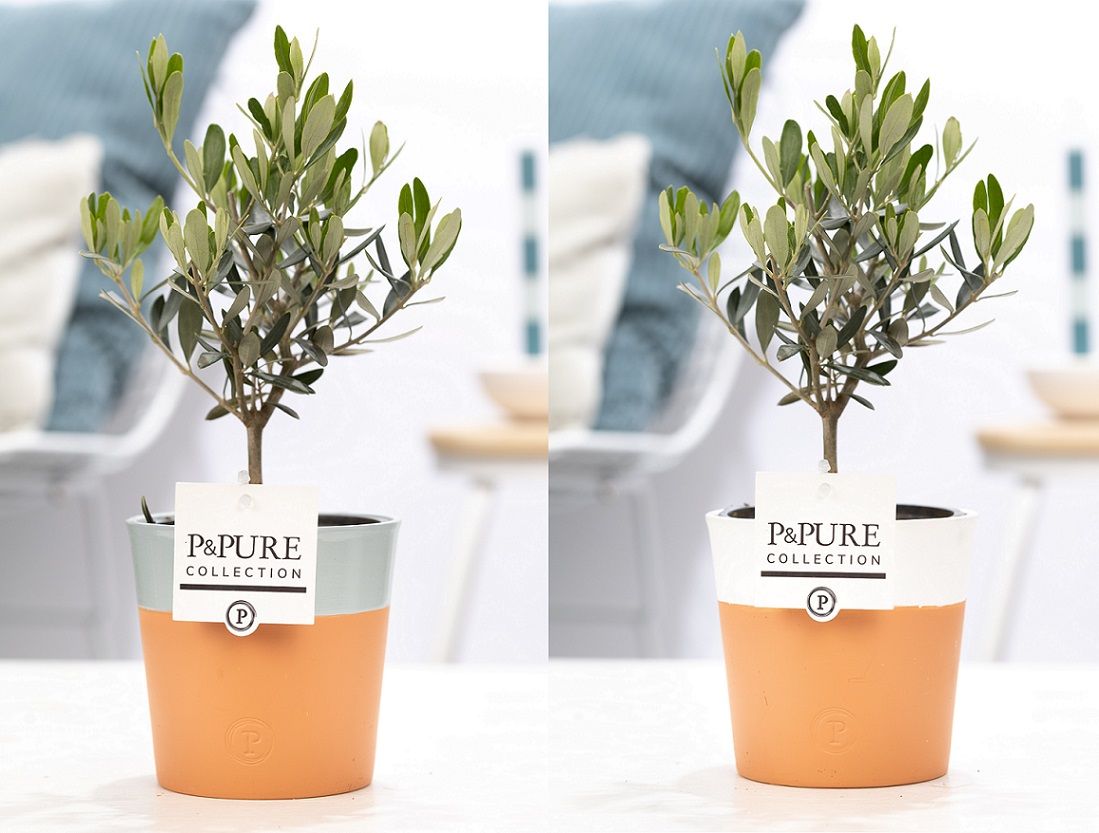 Olea Europaea in P&PURE Terra Cotta 4 ass.2, D 12