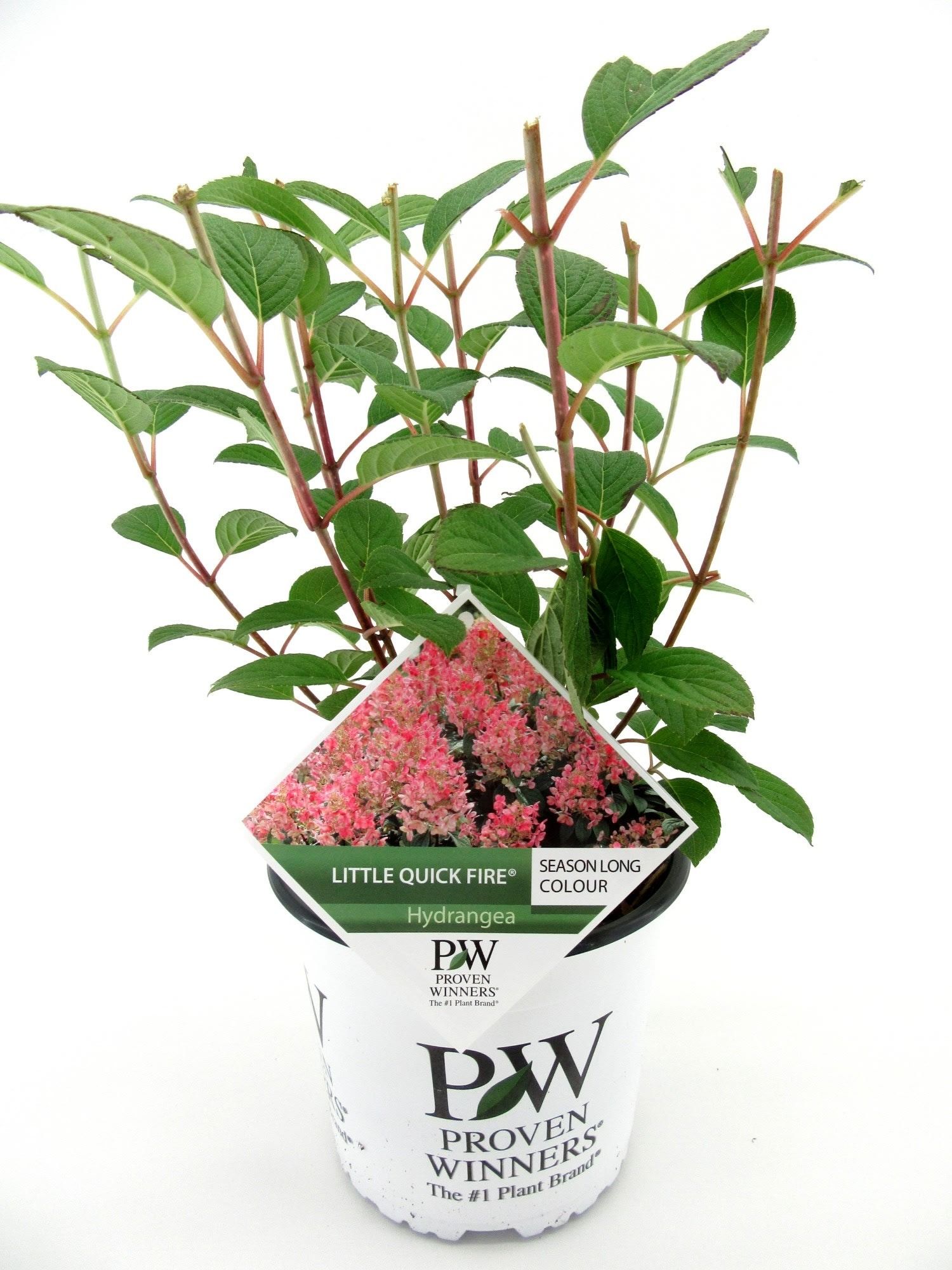 Hydrangea p. Little Quick FIre, D 19