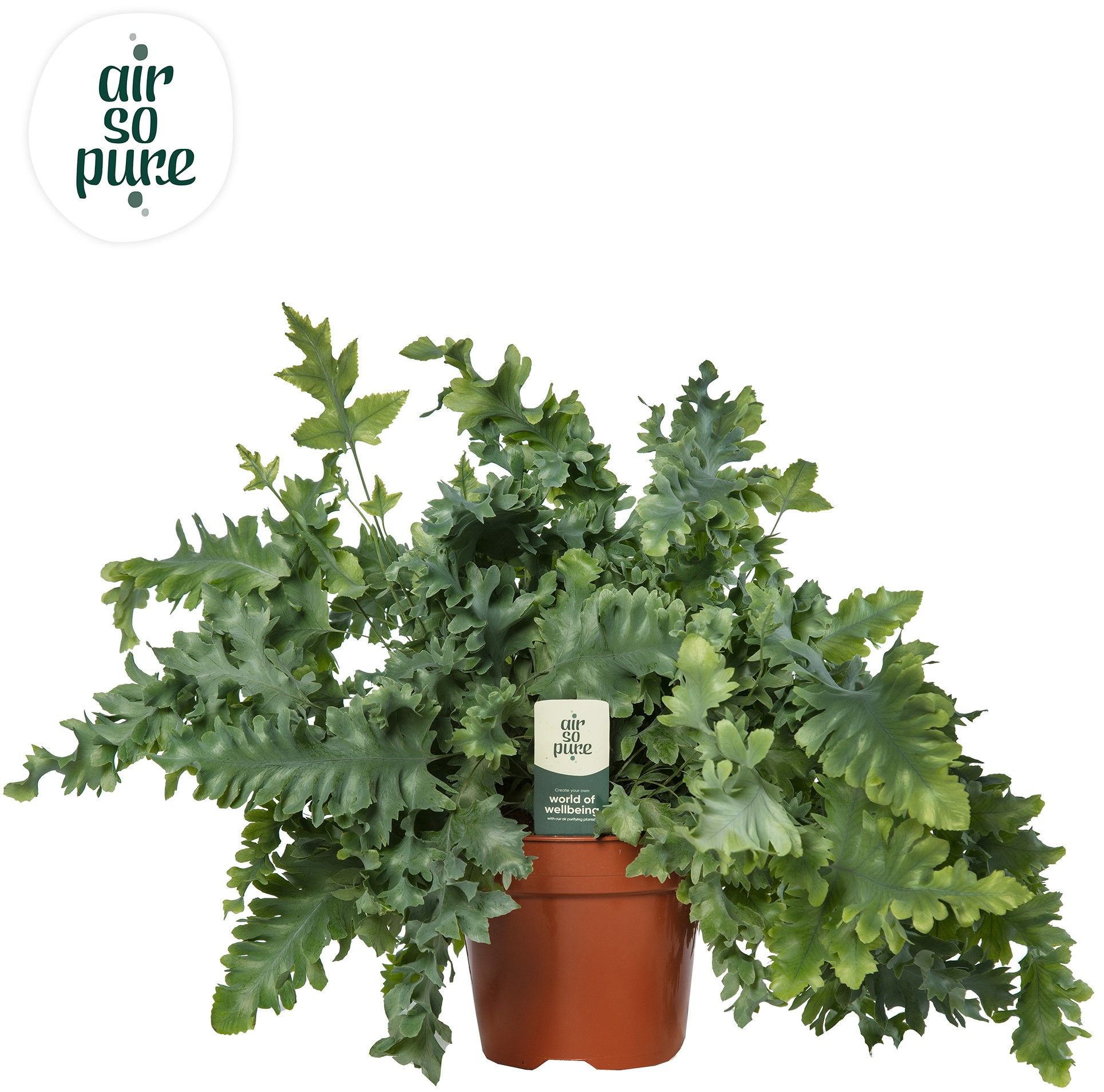 Phlebodium Davana -Air So Pure, D 19
