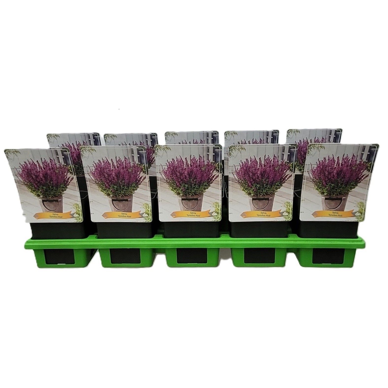 Salvia 'Synchro Pink' P11, D 11