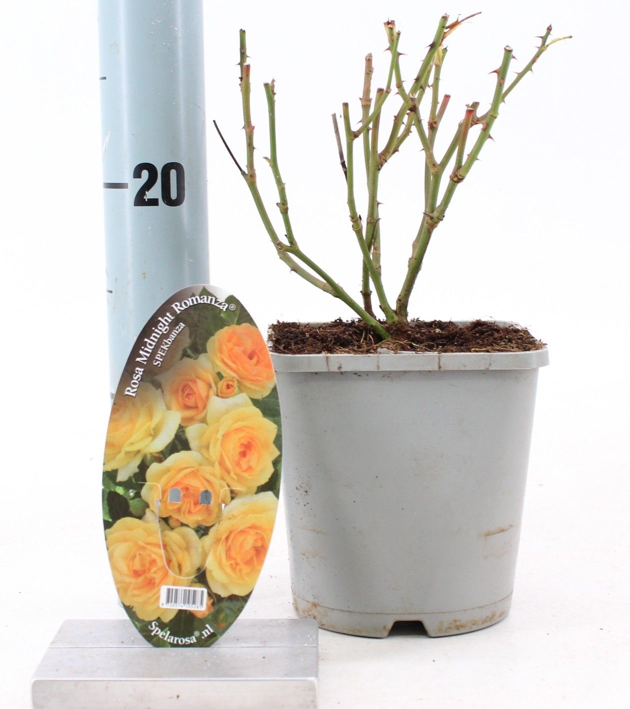 Rosa Midnight Romanza ®, D 14 cm