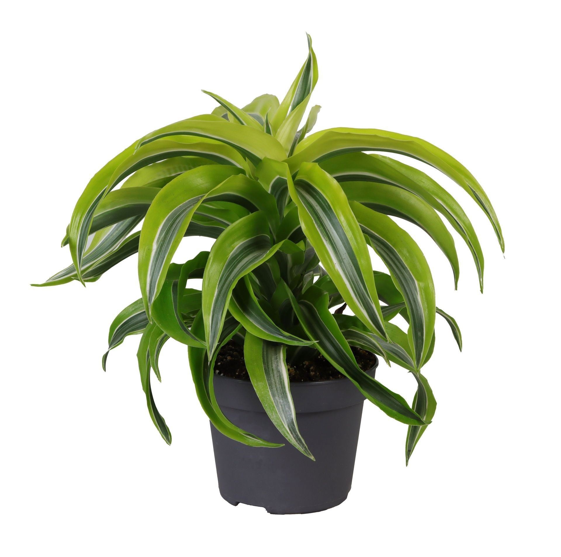 Dracaena Dragontree� Lemon Surprise, D 12