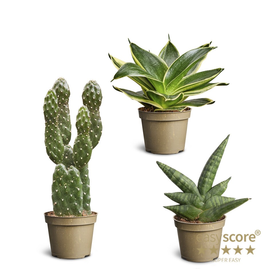 Mini Collection, D 6