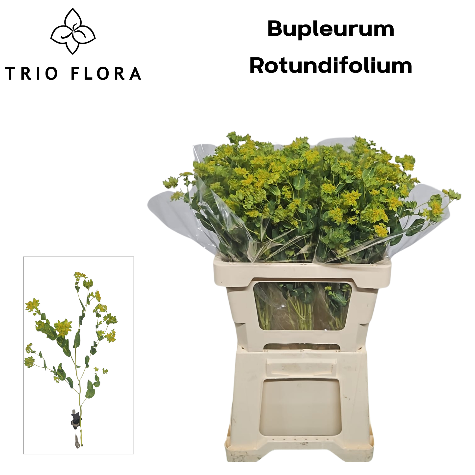 Буплеурум Гриффити 60, шт.