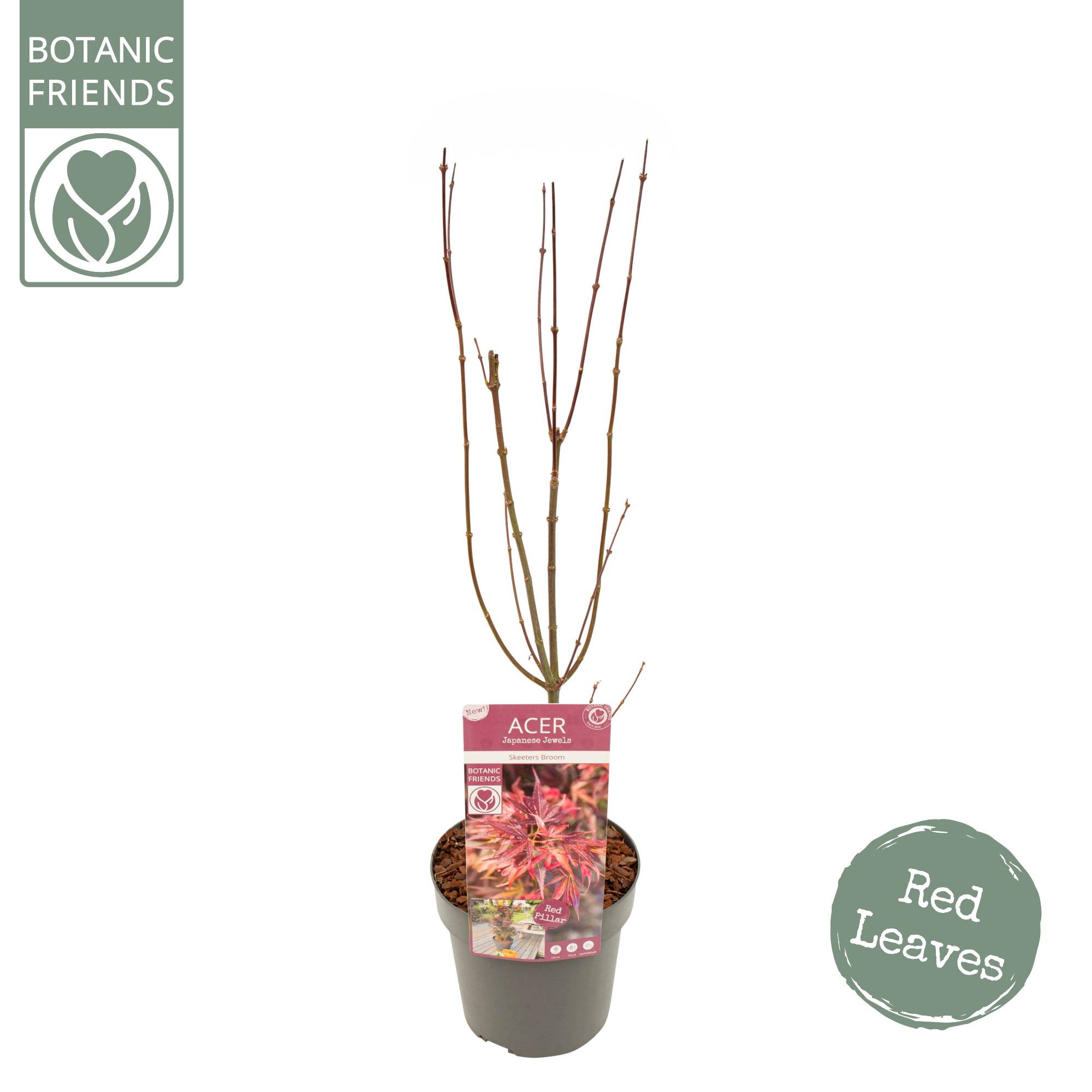 Acer palm. 'Skeeter's Broom', D 19