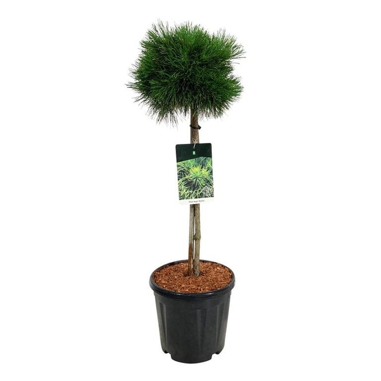 Pinus mugo 'Varella', D 32