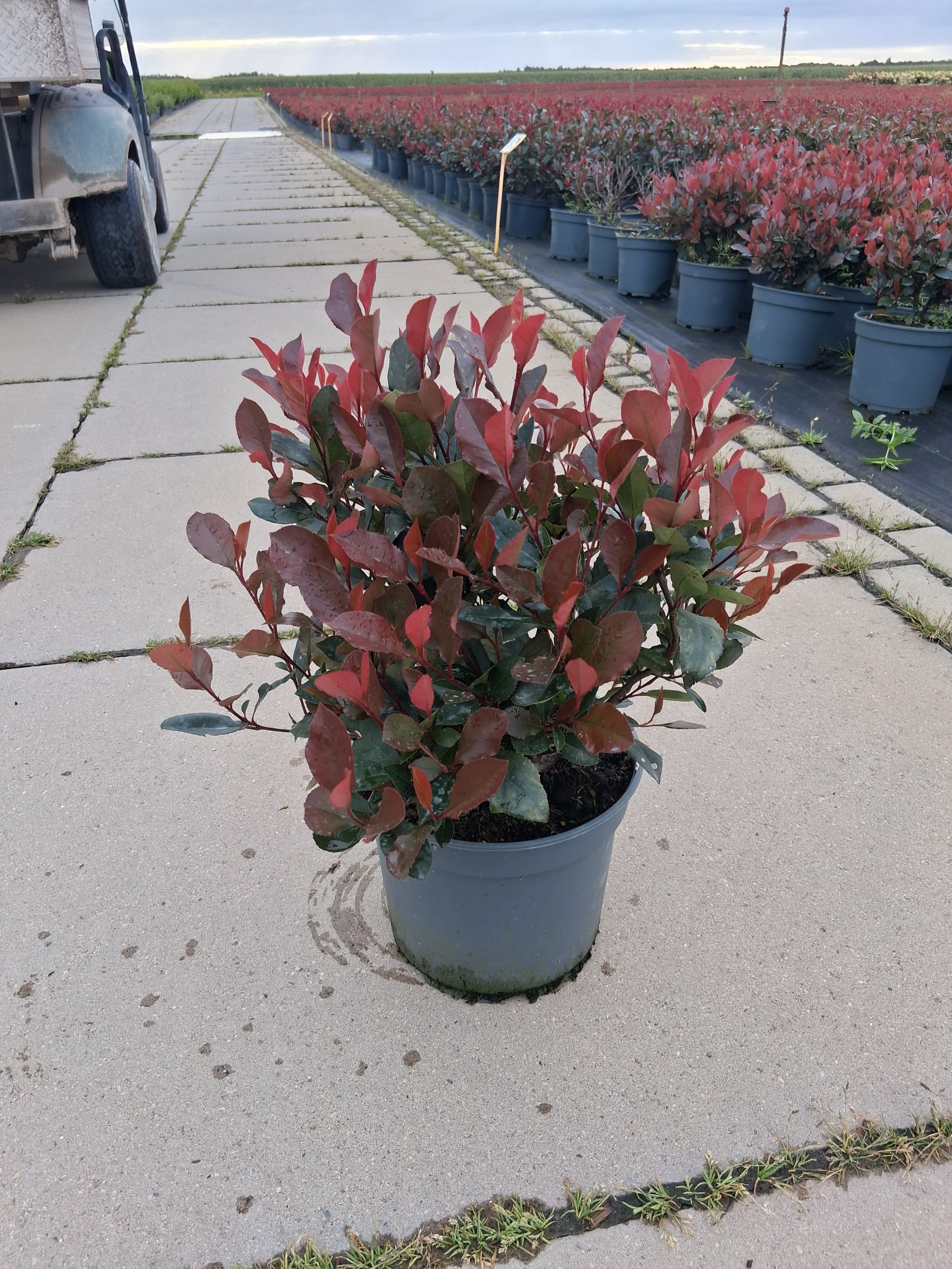 Photinia fra. 'Little Red Robin', D 23