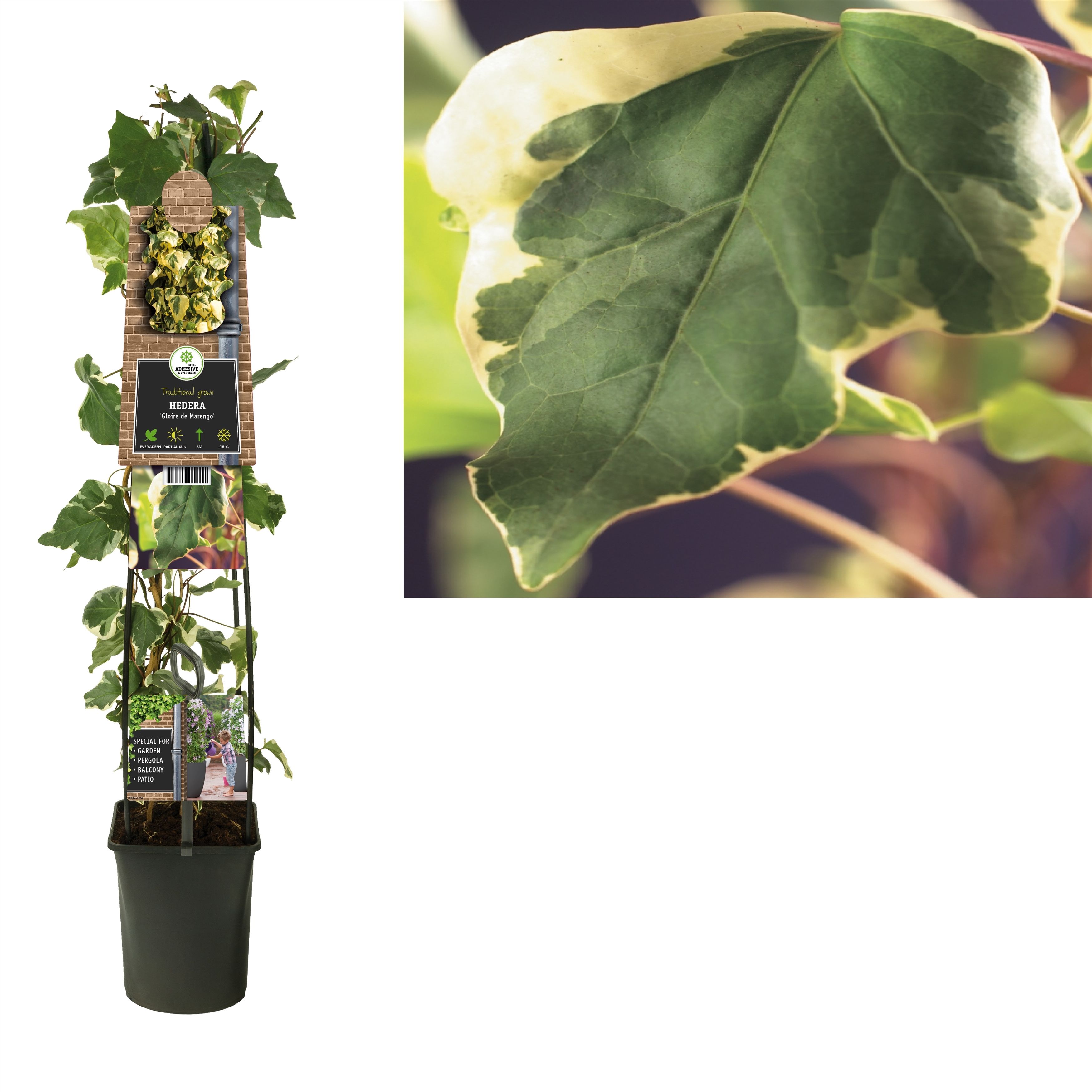 Hedera 'Gloire de Marengo' +3.0 label, D 23