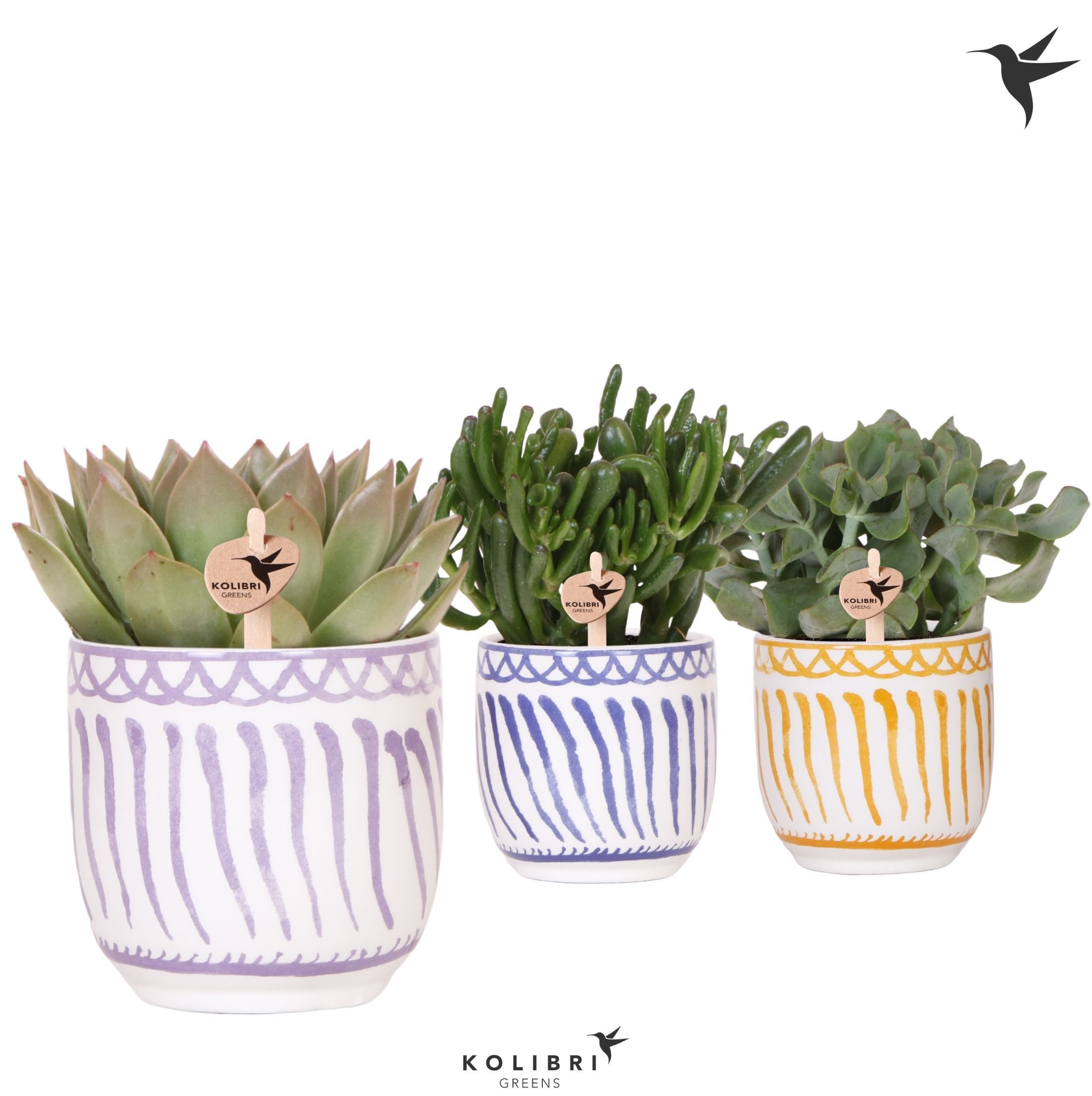 Kolibri Greens Succulenten mix in Granada pot mix, D 12