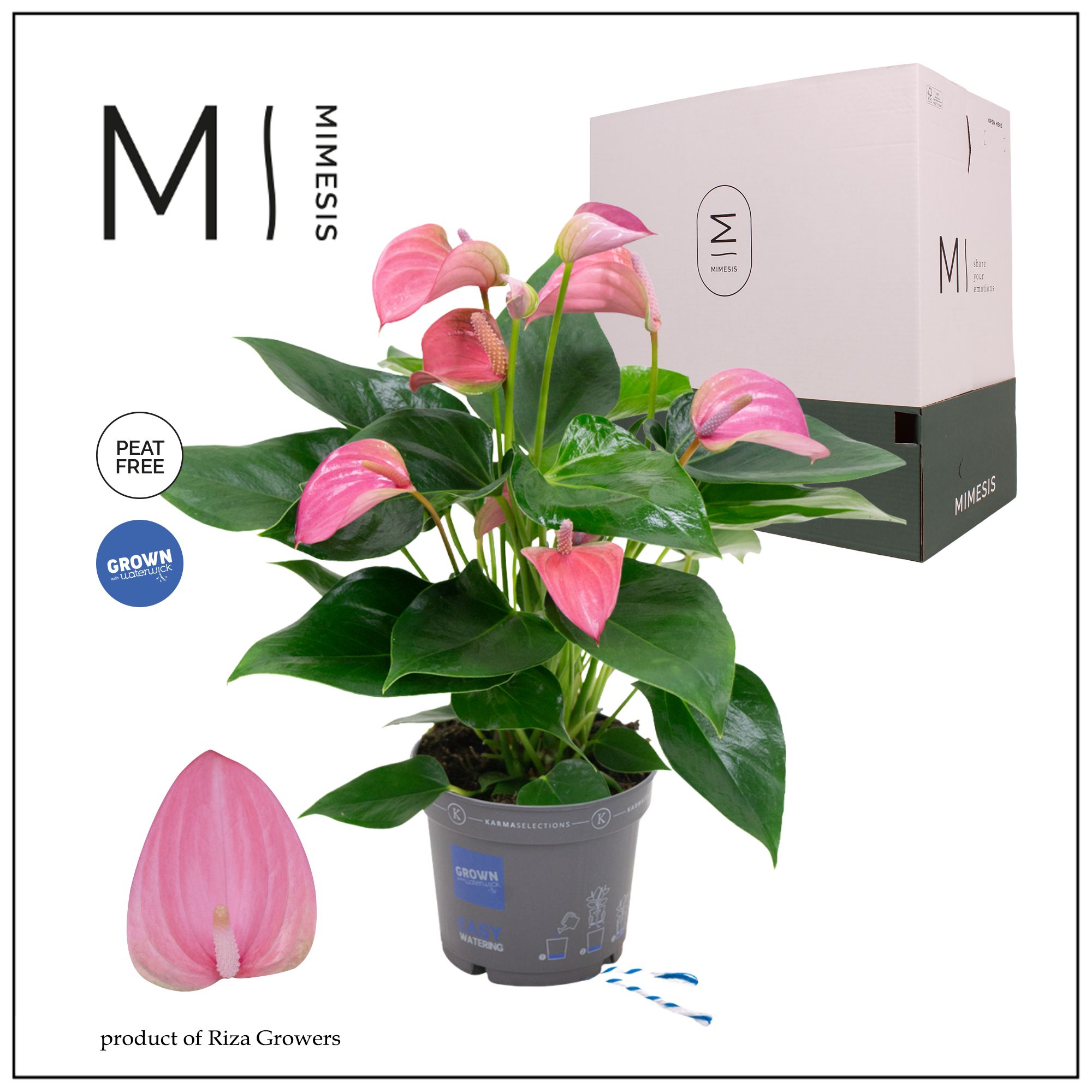 Mimesis Anthurium KARMA Joli - 12cm, D 12