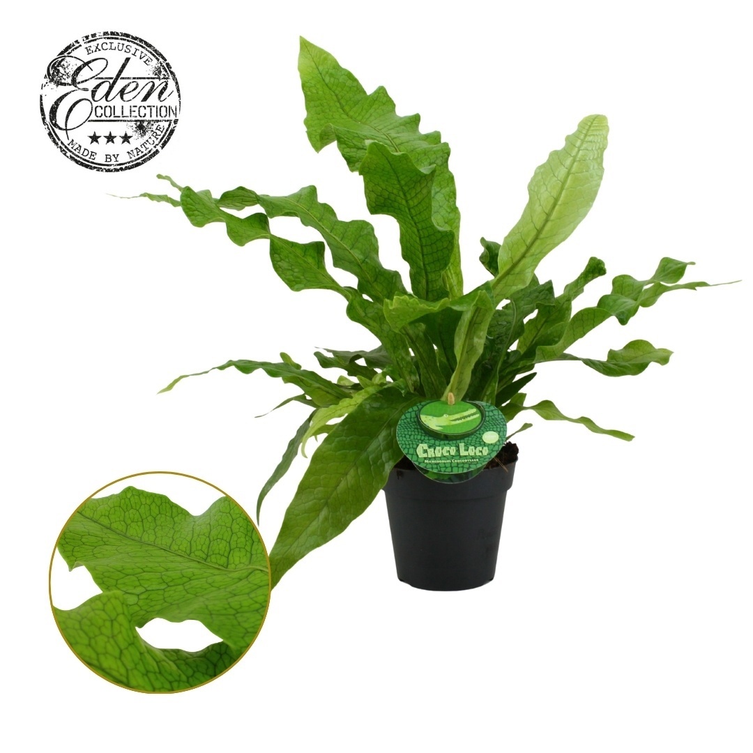 Microsorum Crocodyllus 12cm Nederlands etiket, D 12