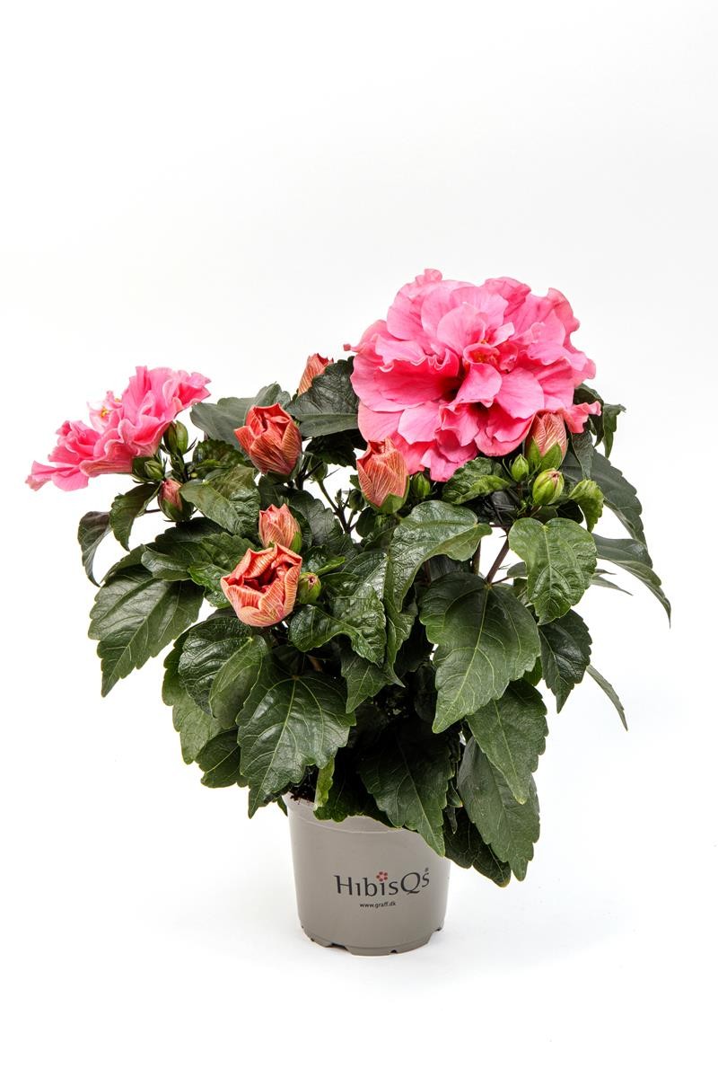 HIBISCUS ROSA SINENSIS 'ADONICUS.DB.PNK(N)' 2-3 takk, D 13