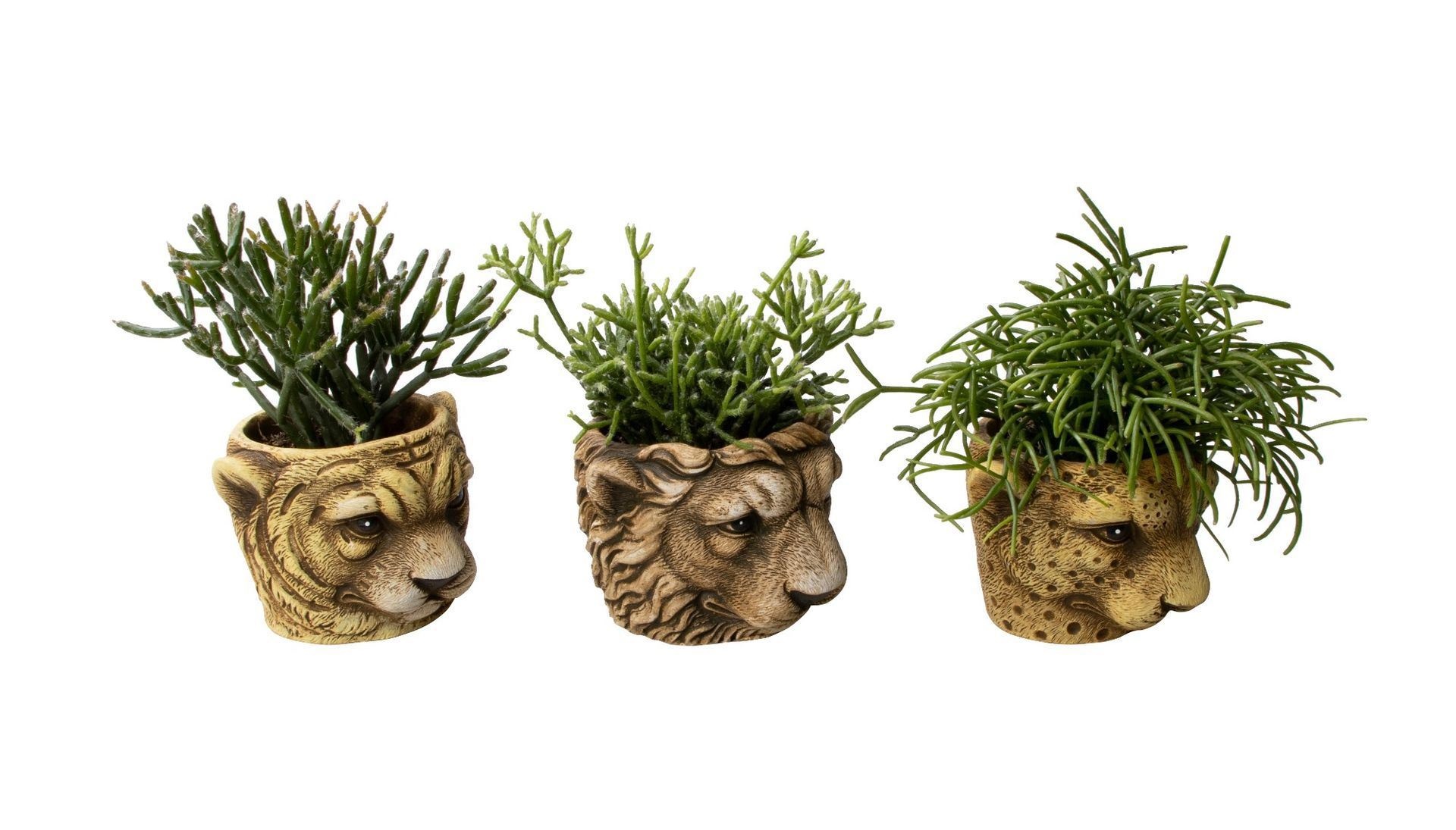 L 65776 with Rhipsalis Mix, D 6