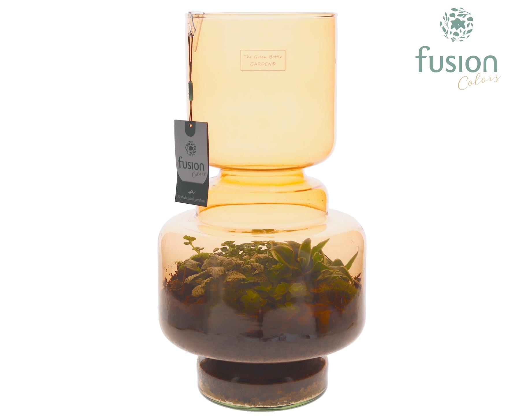 Green Bottle Lotte Large bruin met Terrarium arrangement, D 22