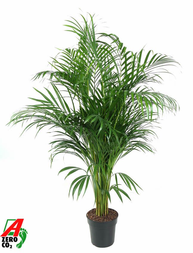 Dypsis Lutescens(Areca) P21-120, D 21