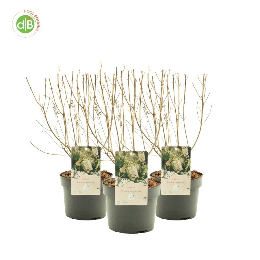 Clethra aln. 'Hummingbird', D 19