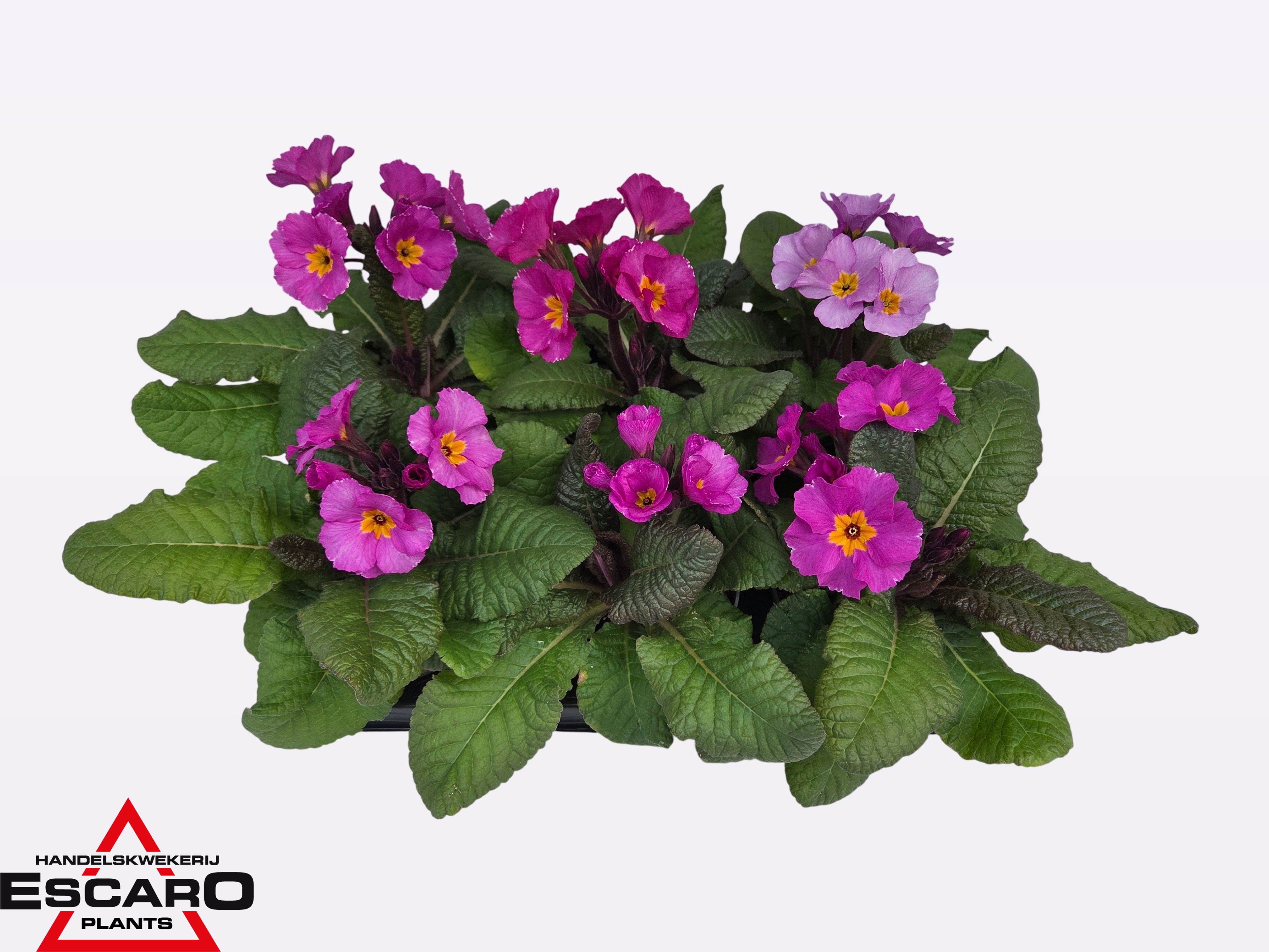 Primula elatior Stella lavender P12, D 12