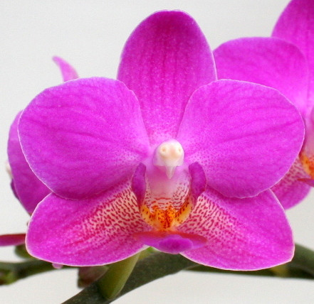 Phal. 2 tak 'Pink Flamingo' 9cm 'Table Dance', D 9
