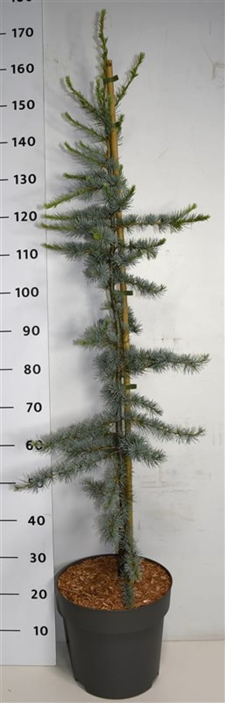 Cedrus l. 'Glauca', D 32