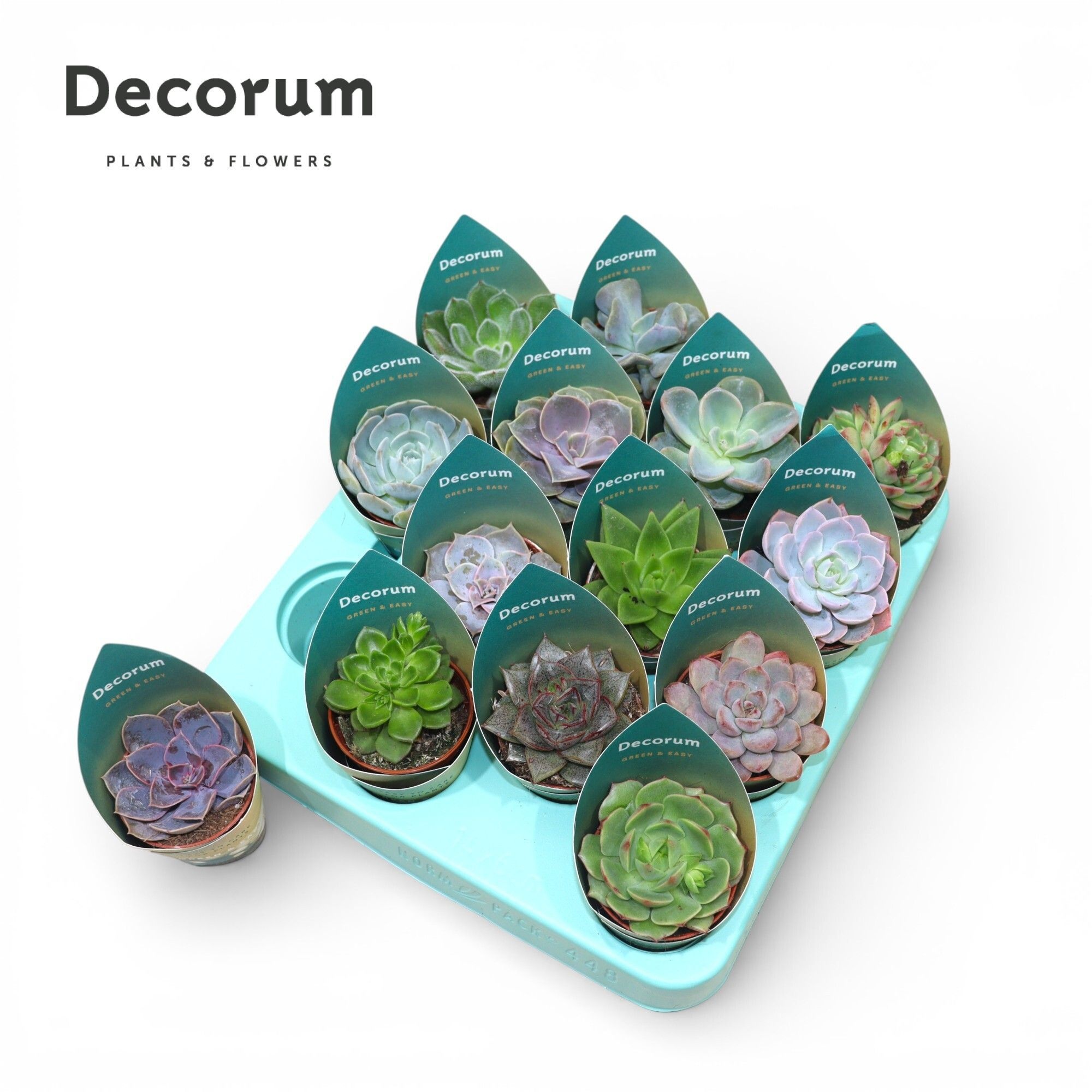 Green&Easy® Echeveria mix, D 5,5