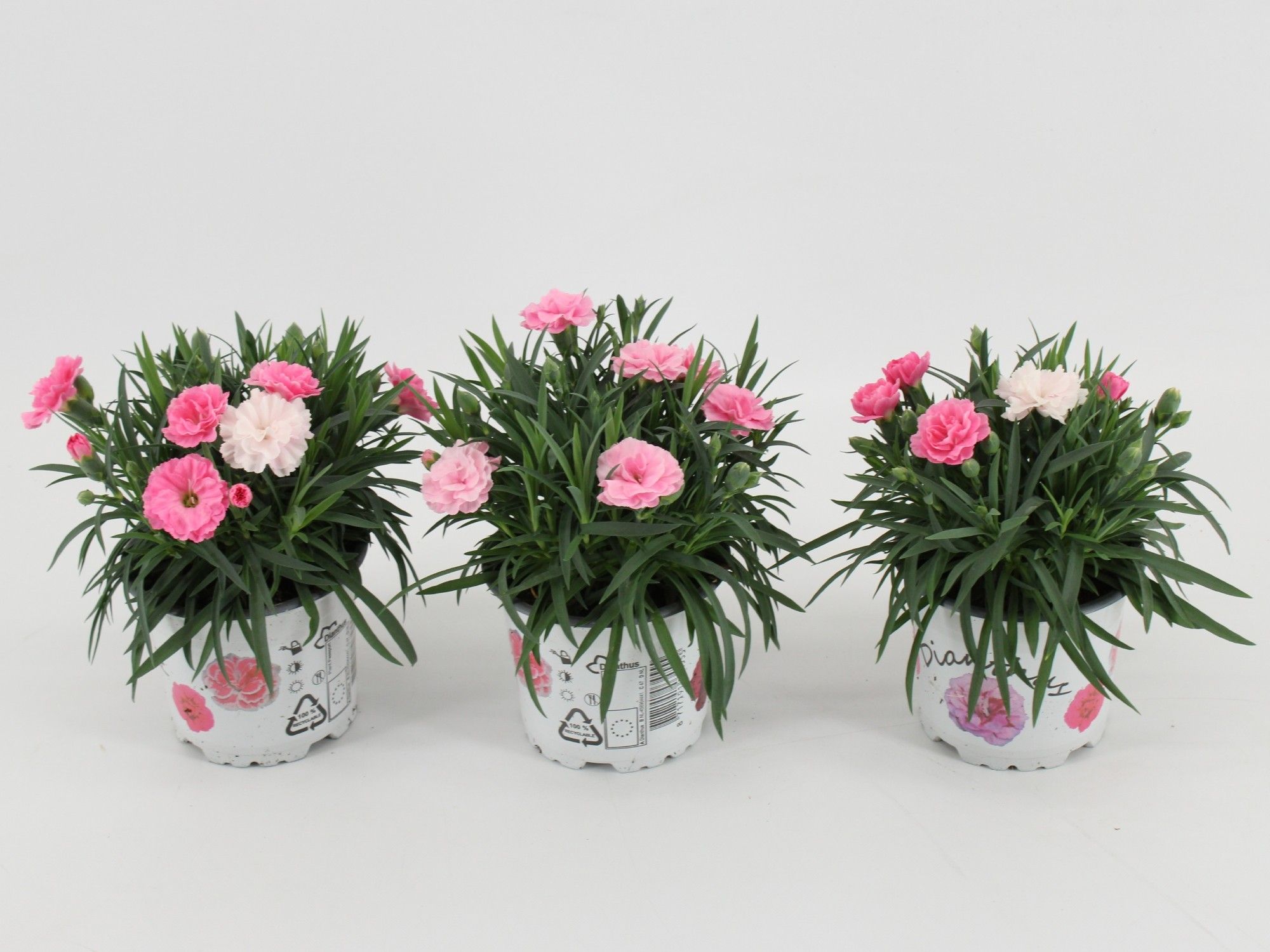 Dianthus I love U, D 10,5