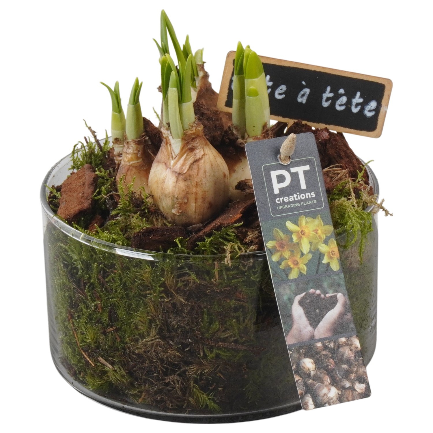 PTN8739 Arrangement Narcissus in glas schaal, D 12