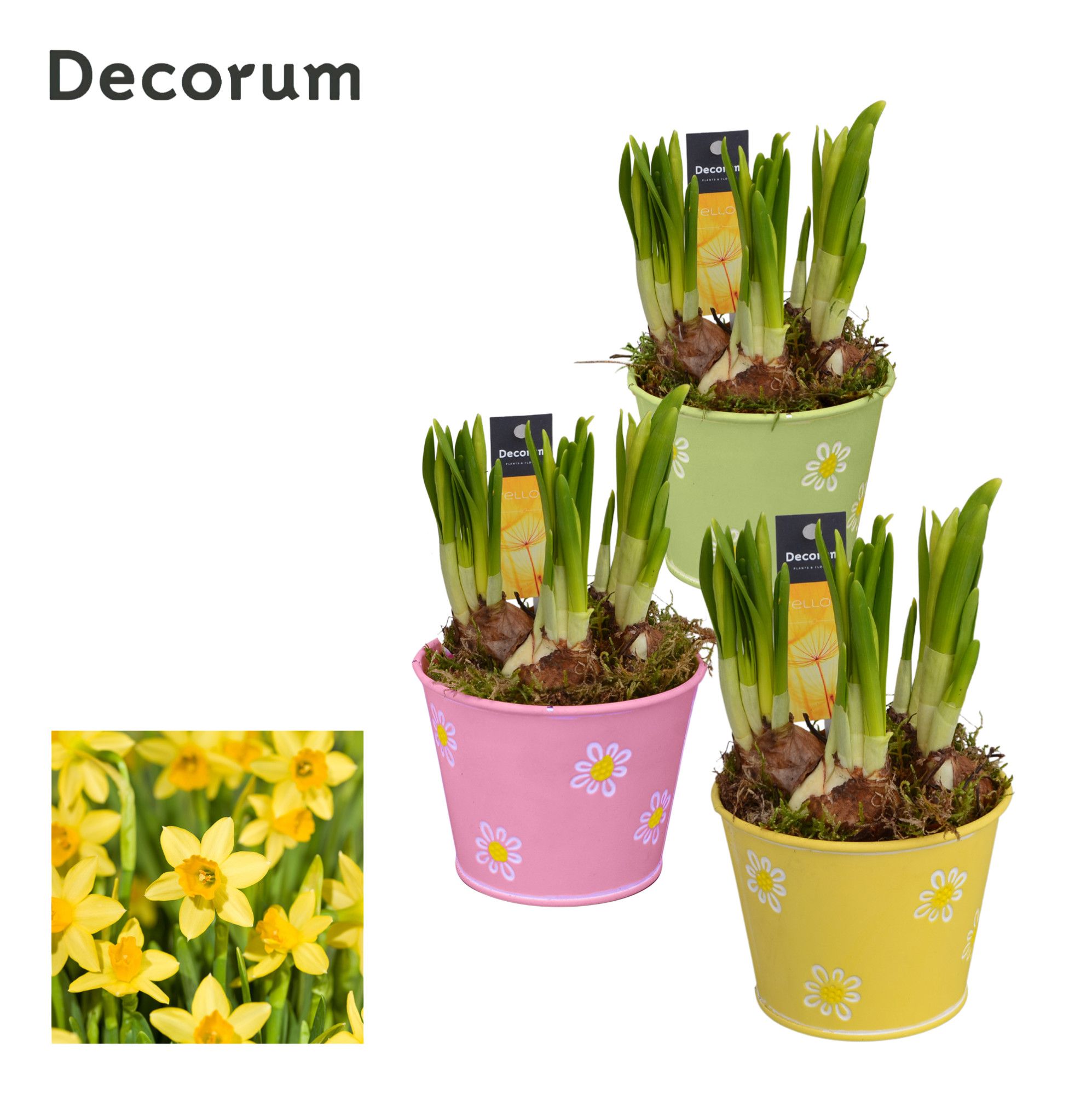 Narcis Fleur Petit GM HL13477, D 10