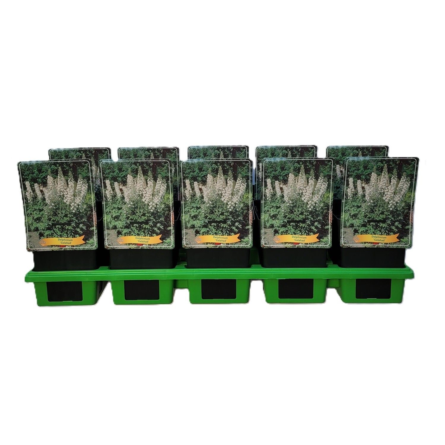 Delphinium 'Galahad' P11, D 11