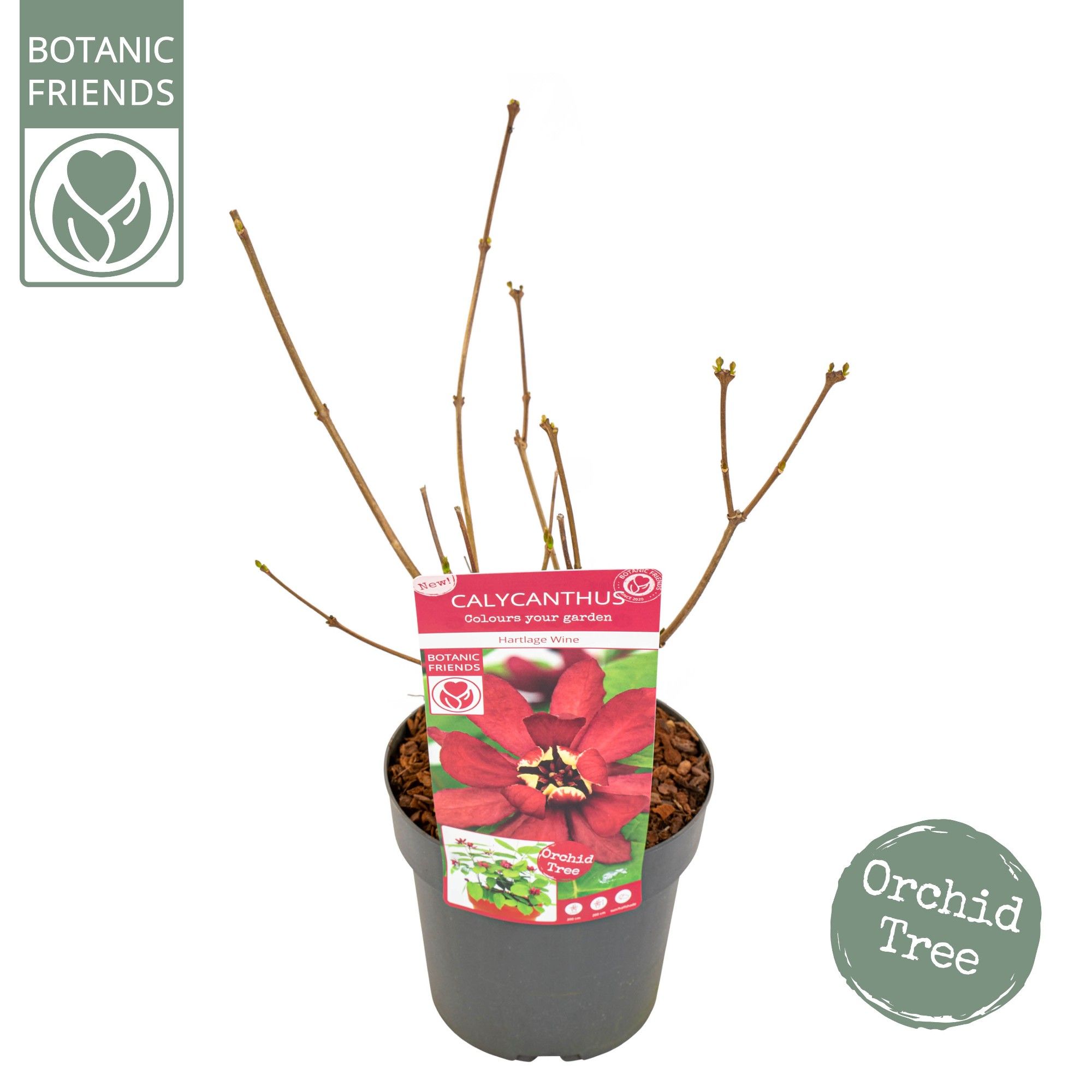 Sinocalycanthus 'Hartlage Wine' ®, D 19