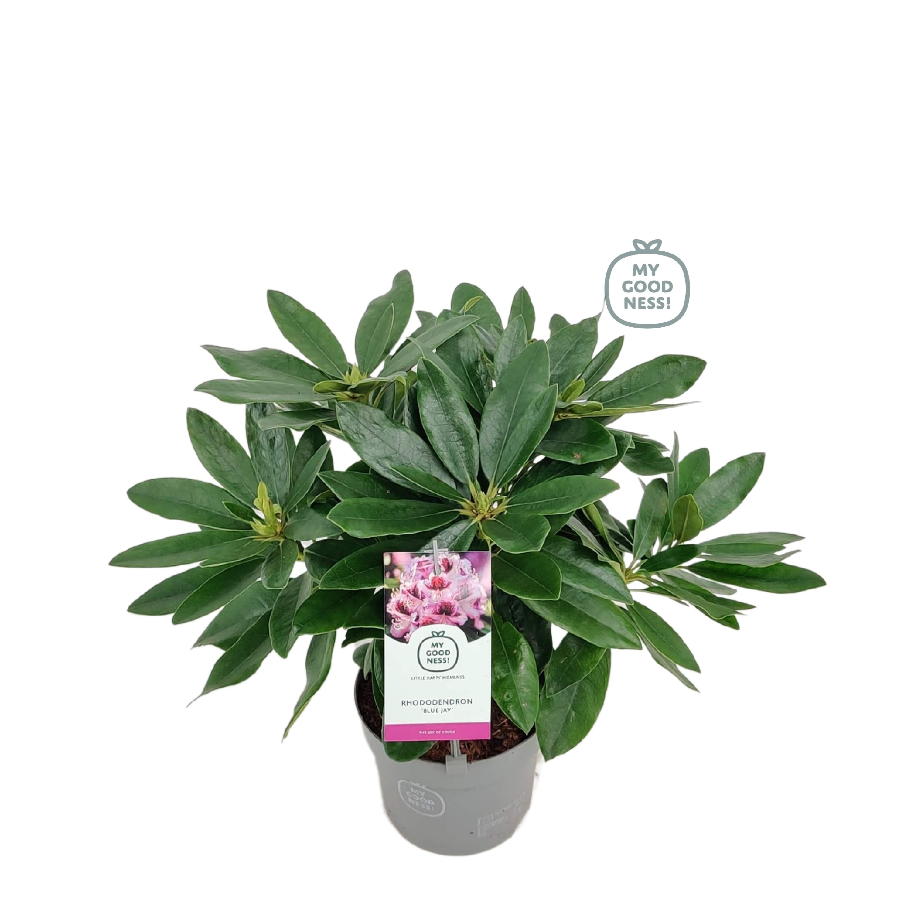 Rhododendron 15-20 /1.5 liter 'Blue Jay', D 15