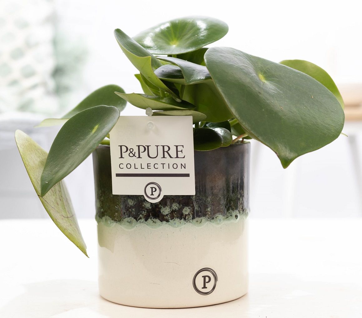 Peperomia Rain. in P&PURE Illusion cer. perfectly imperfectable, D 12