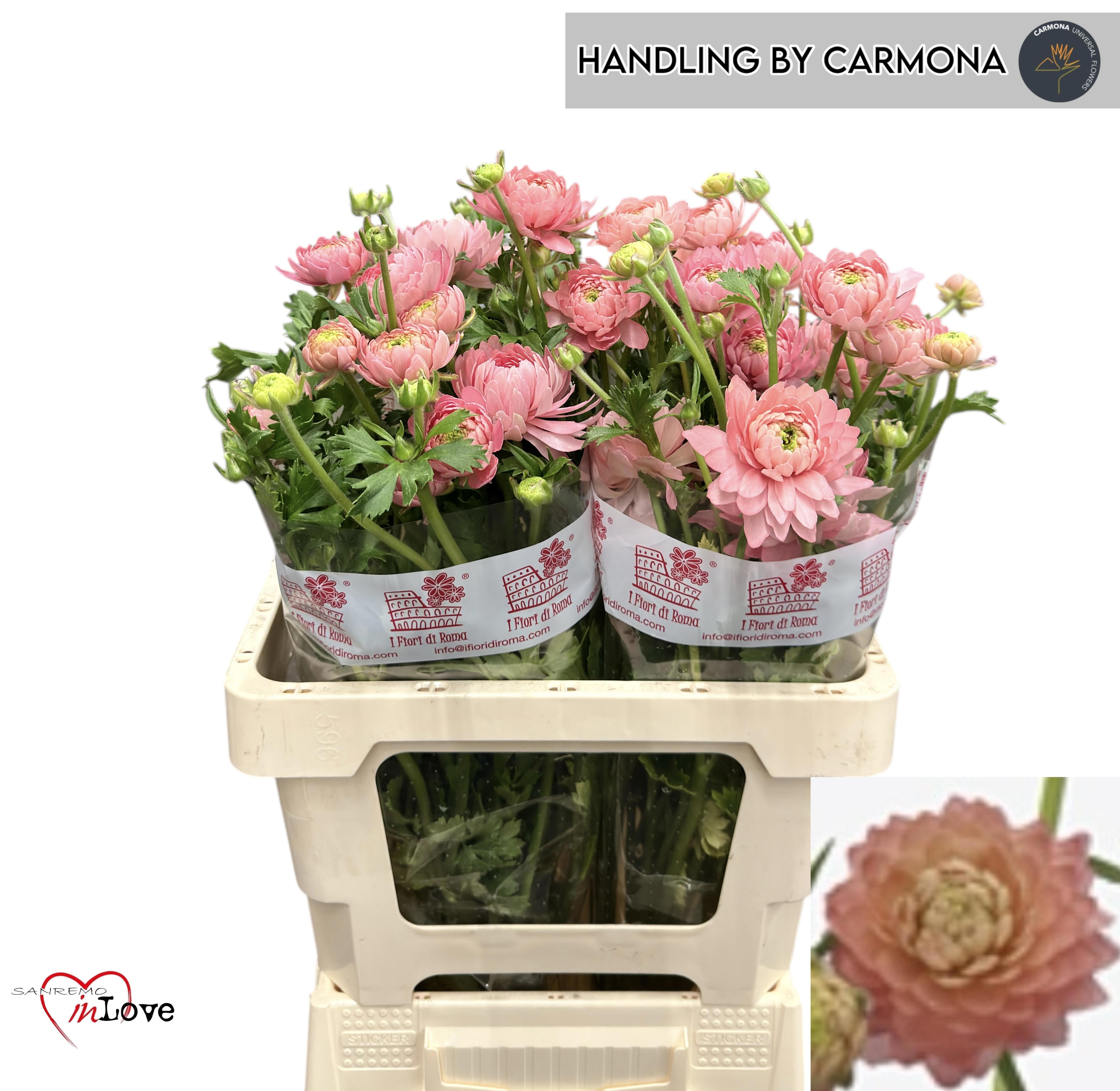 Ранункулус Модерна Ривьера 60, шт.