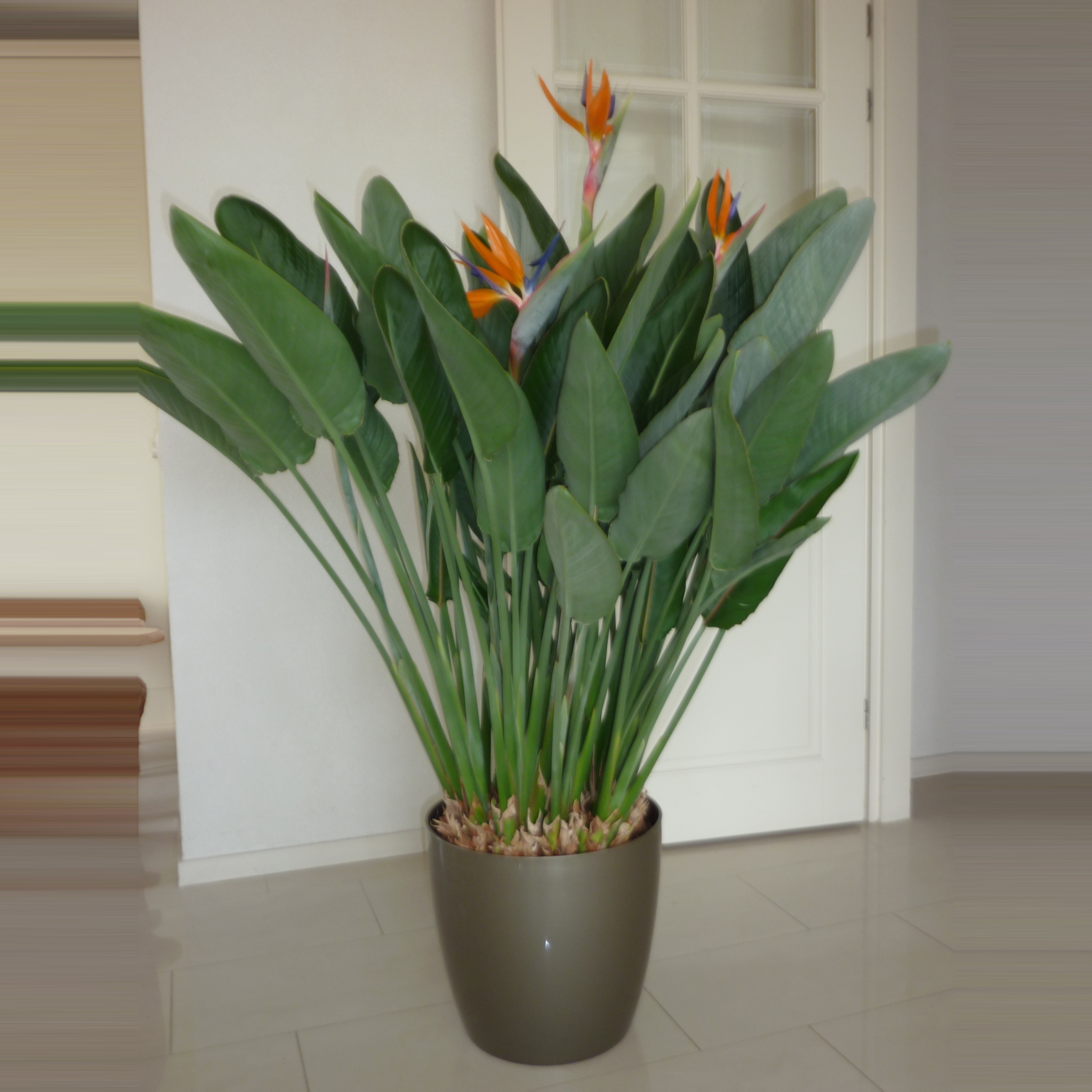 Strelitzia reginae 140-160 5+ bloem premium, D 40